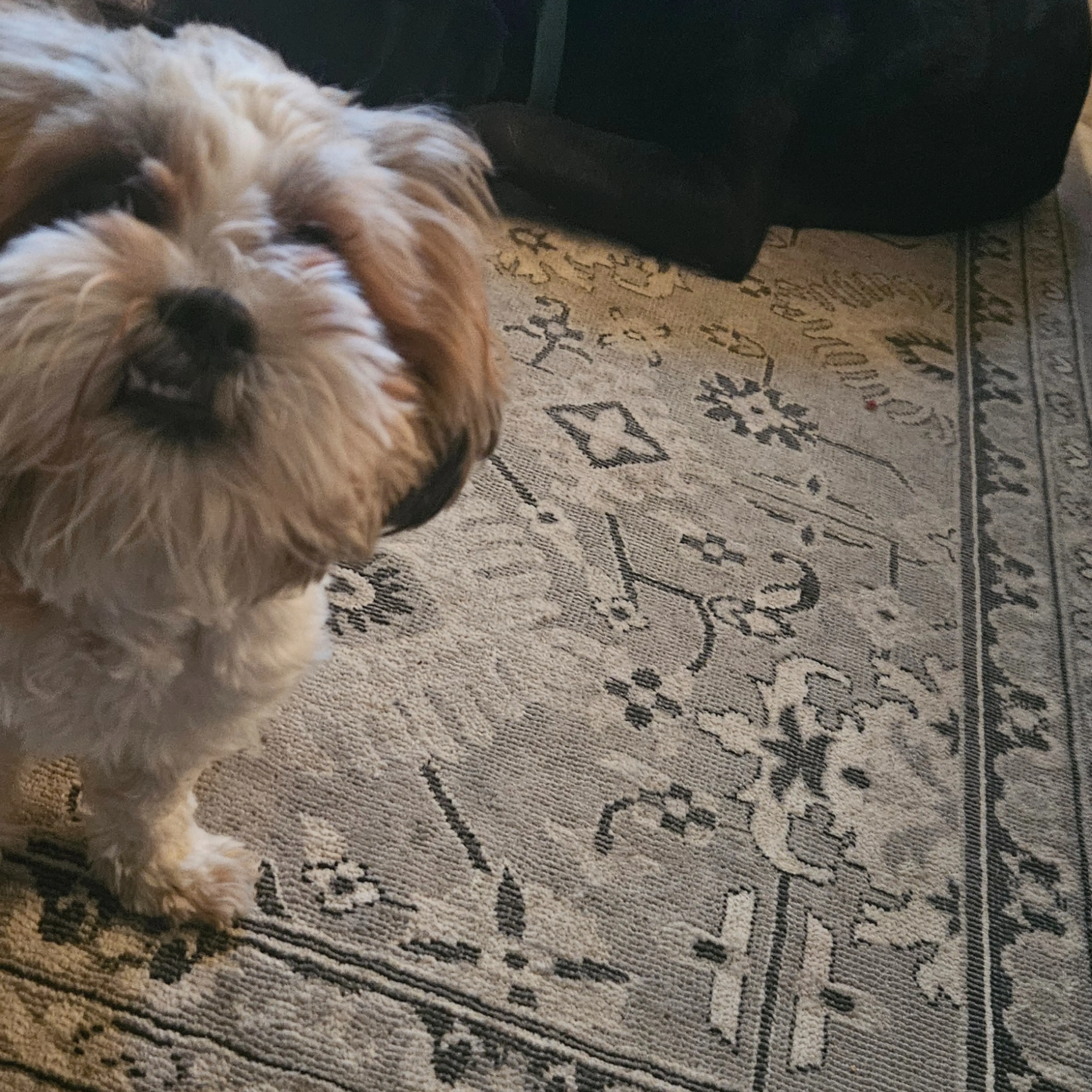 Lost pet-3