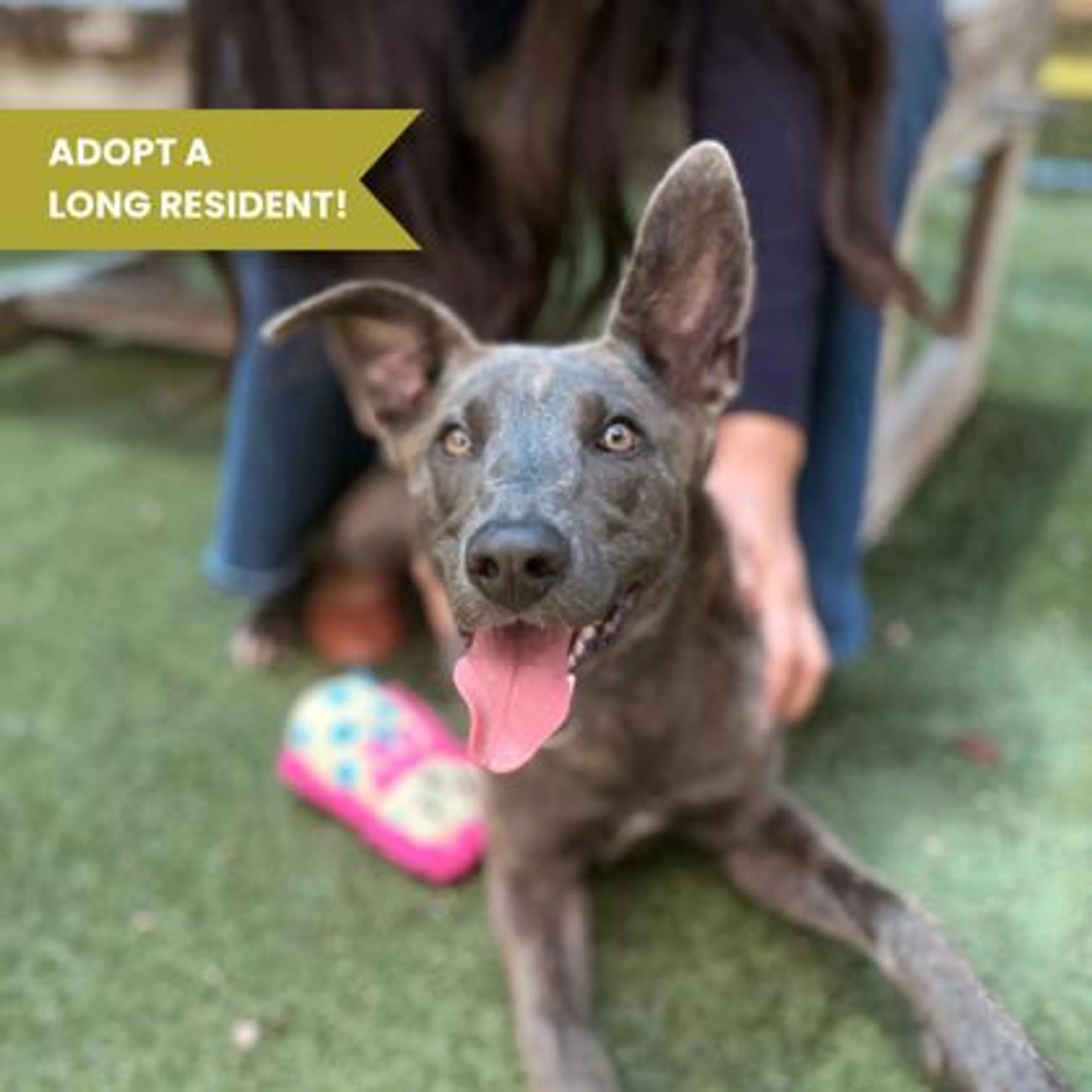 cdn image