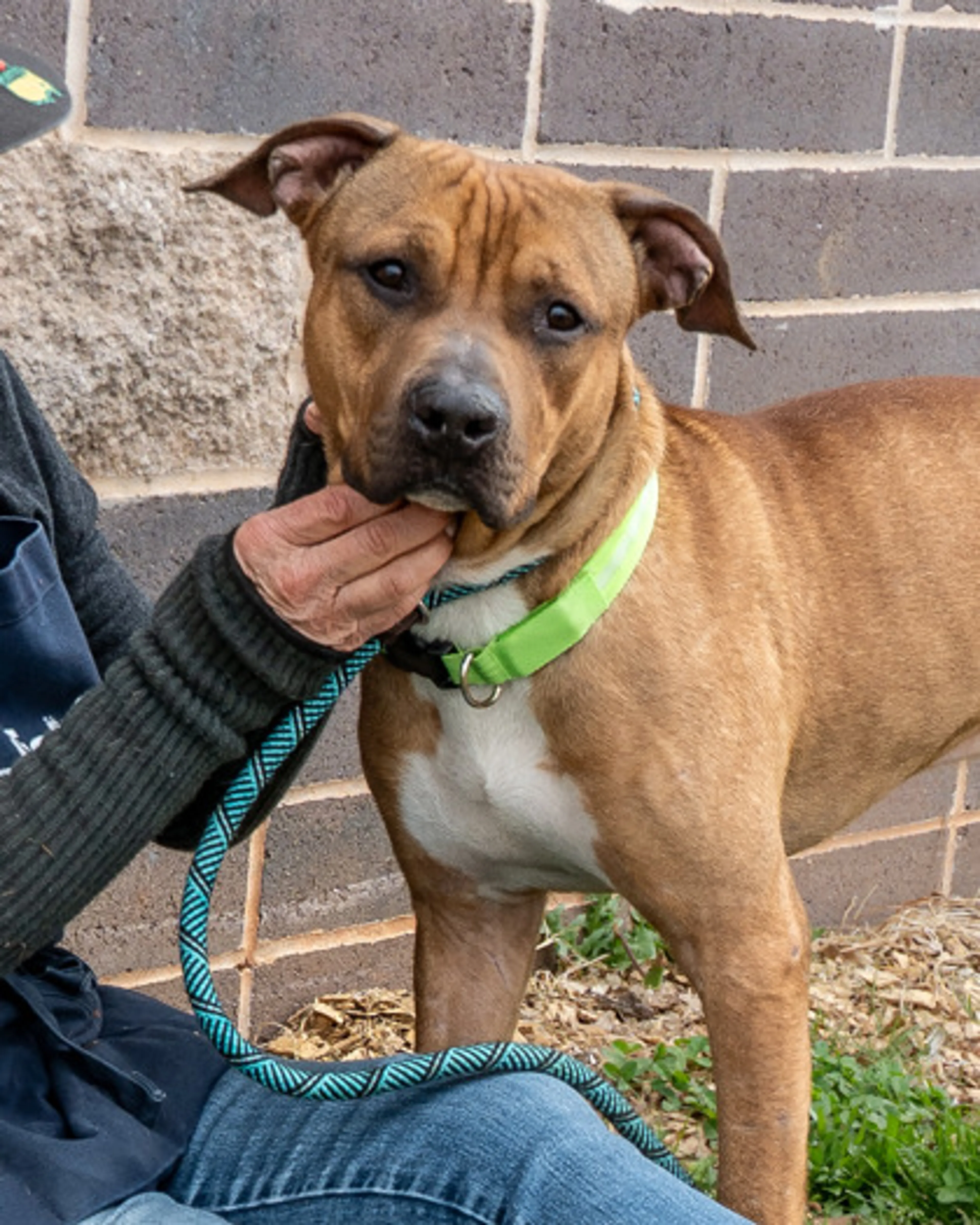 Found pet