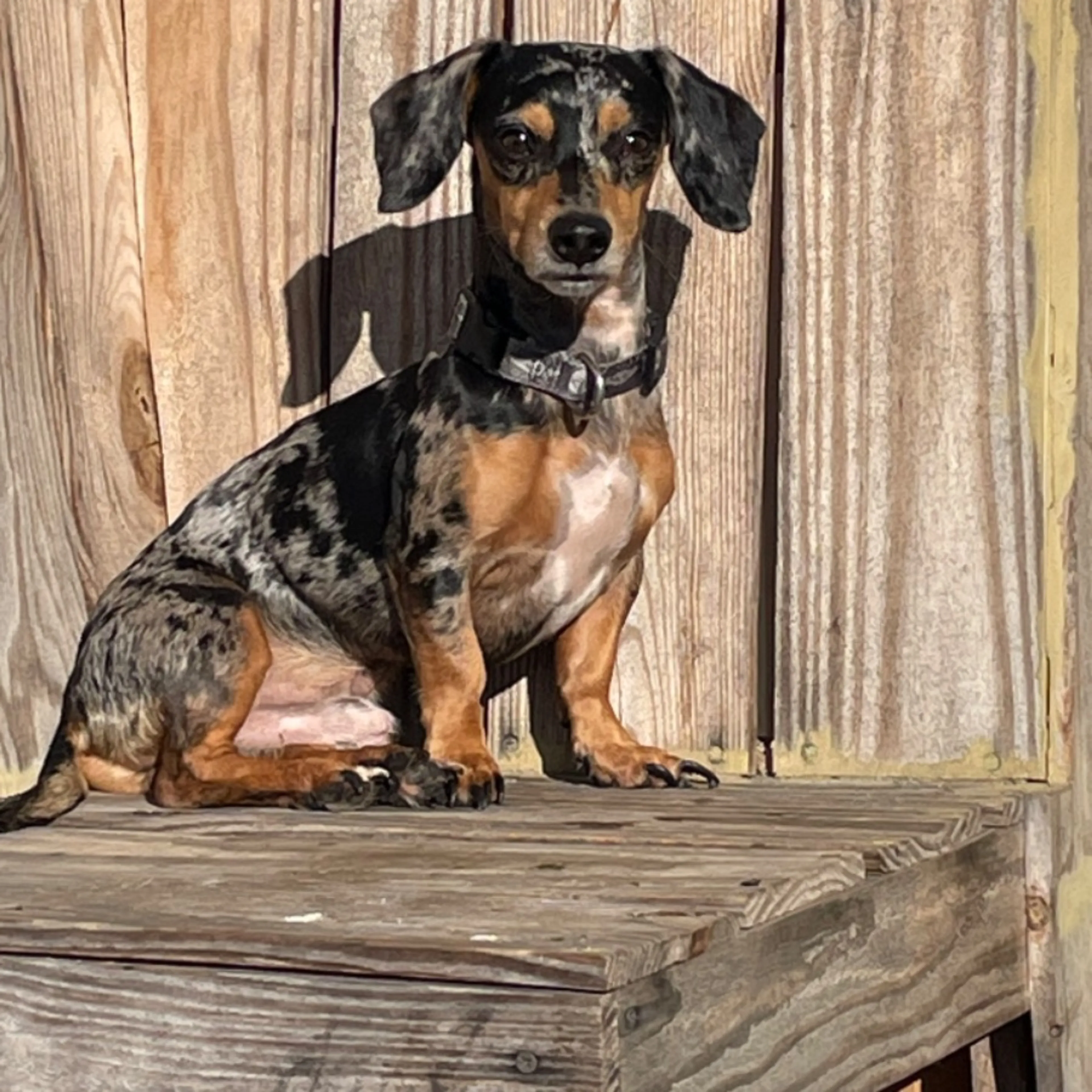 Lost pet