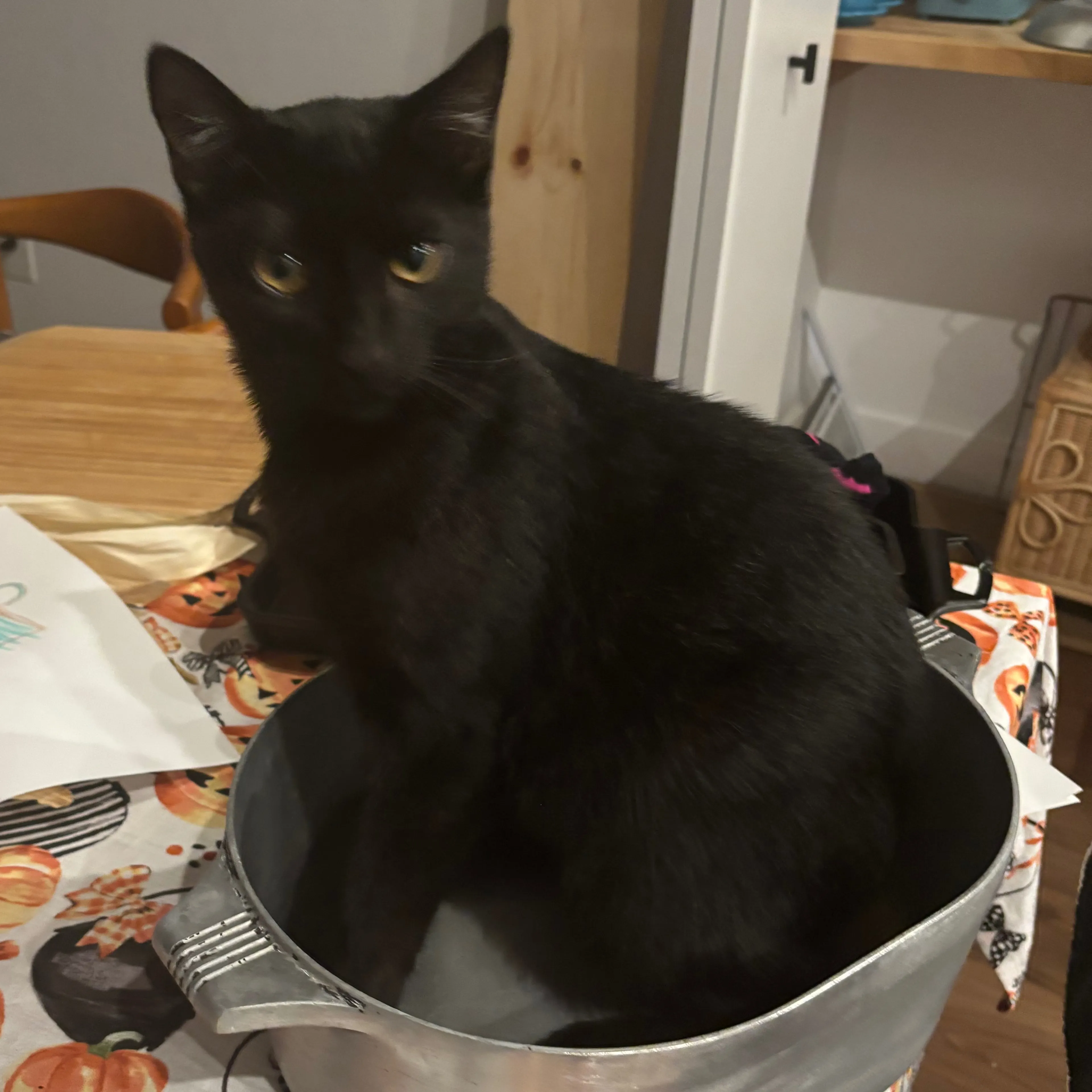 Lost pet-0