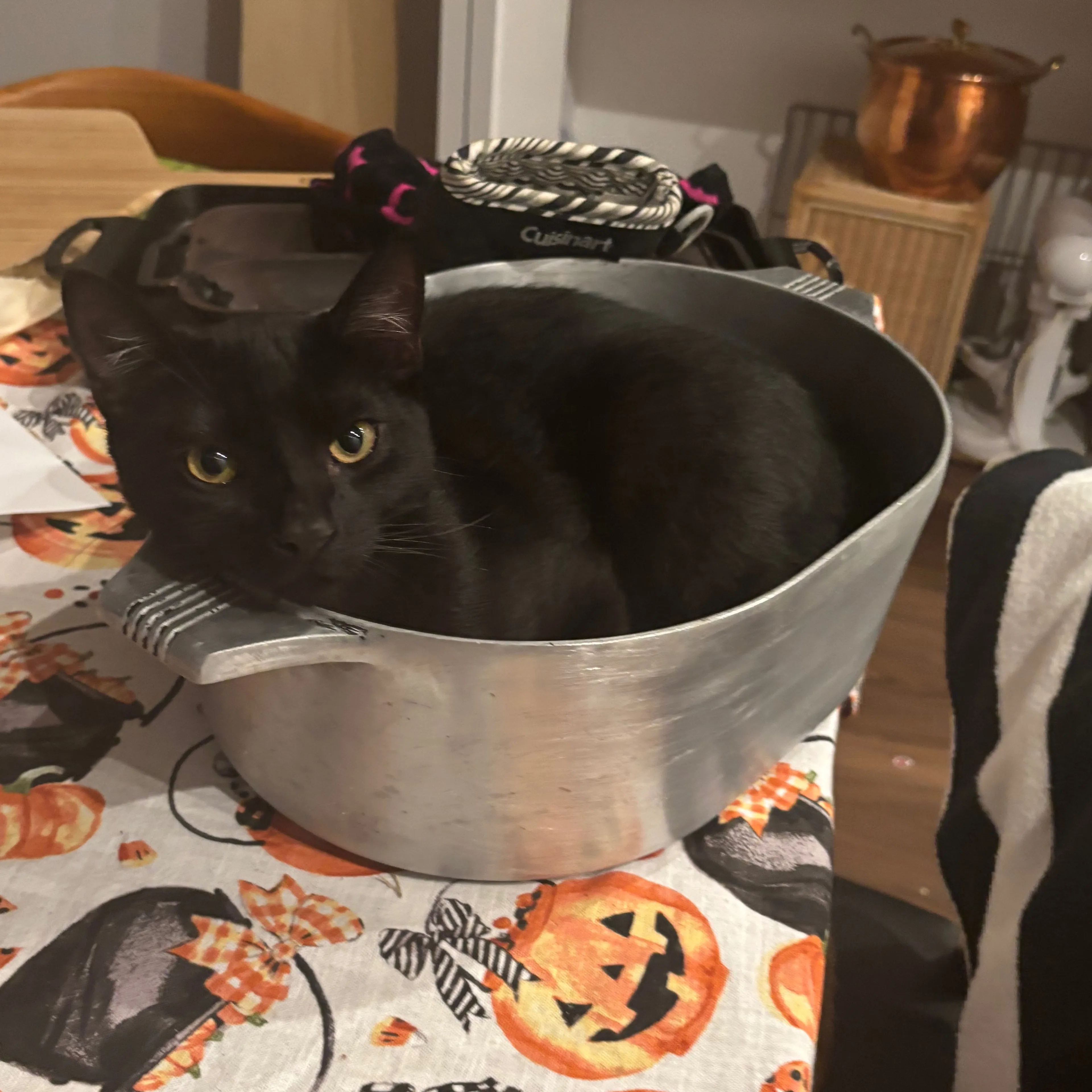 Lost pet-1