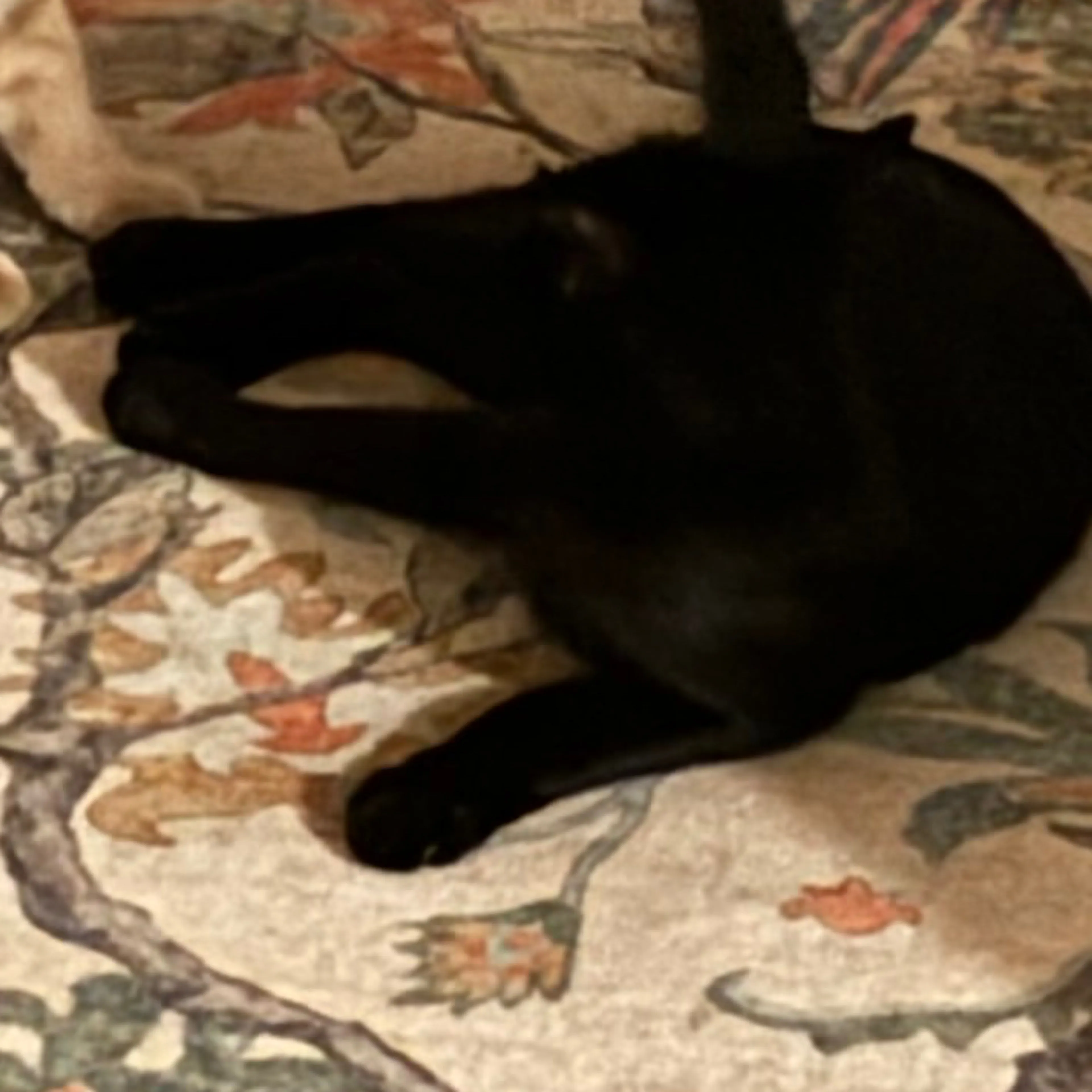 Lost pet-3
