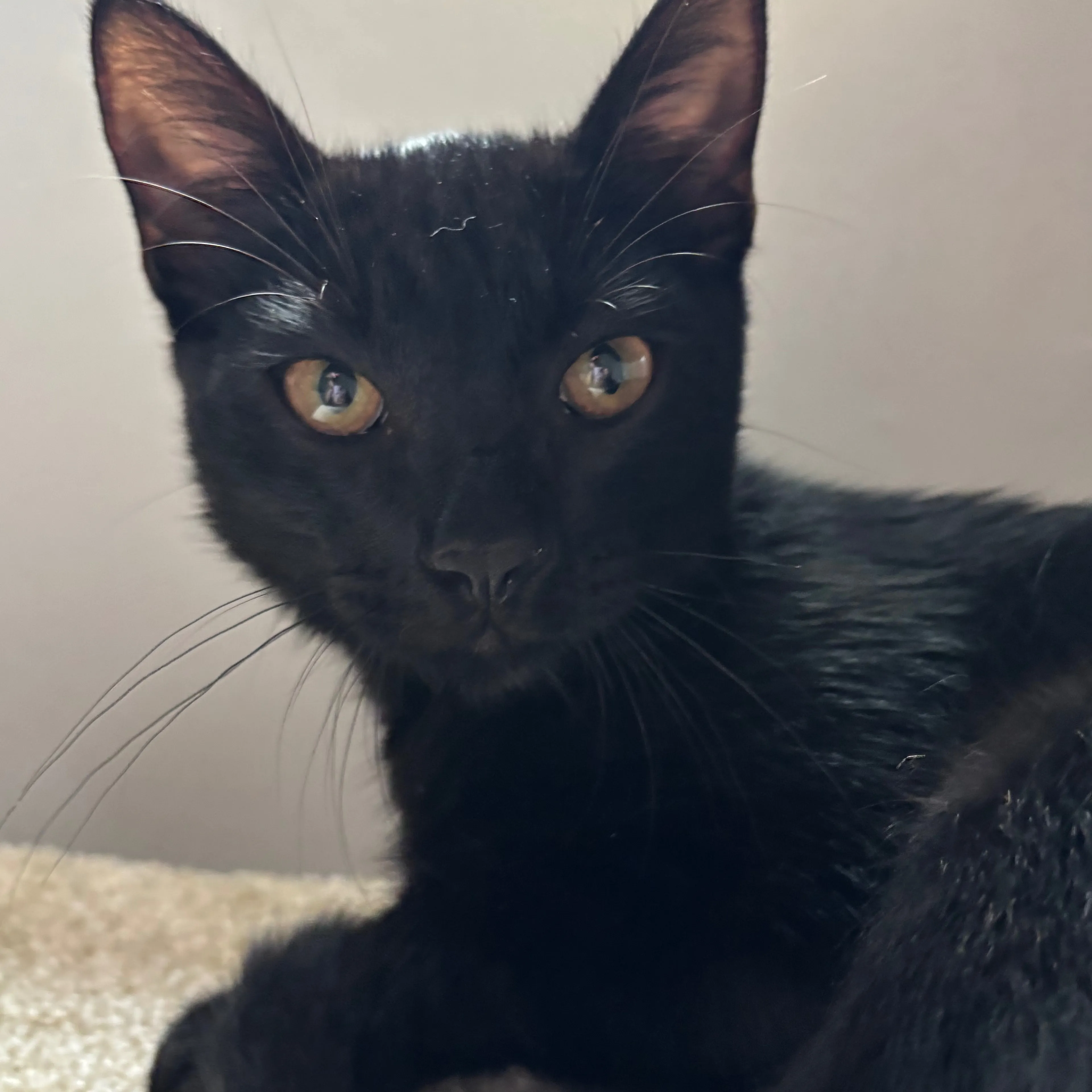 Lost pet-2