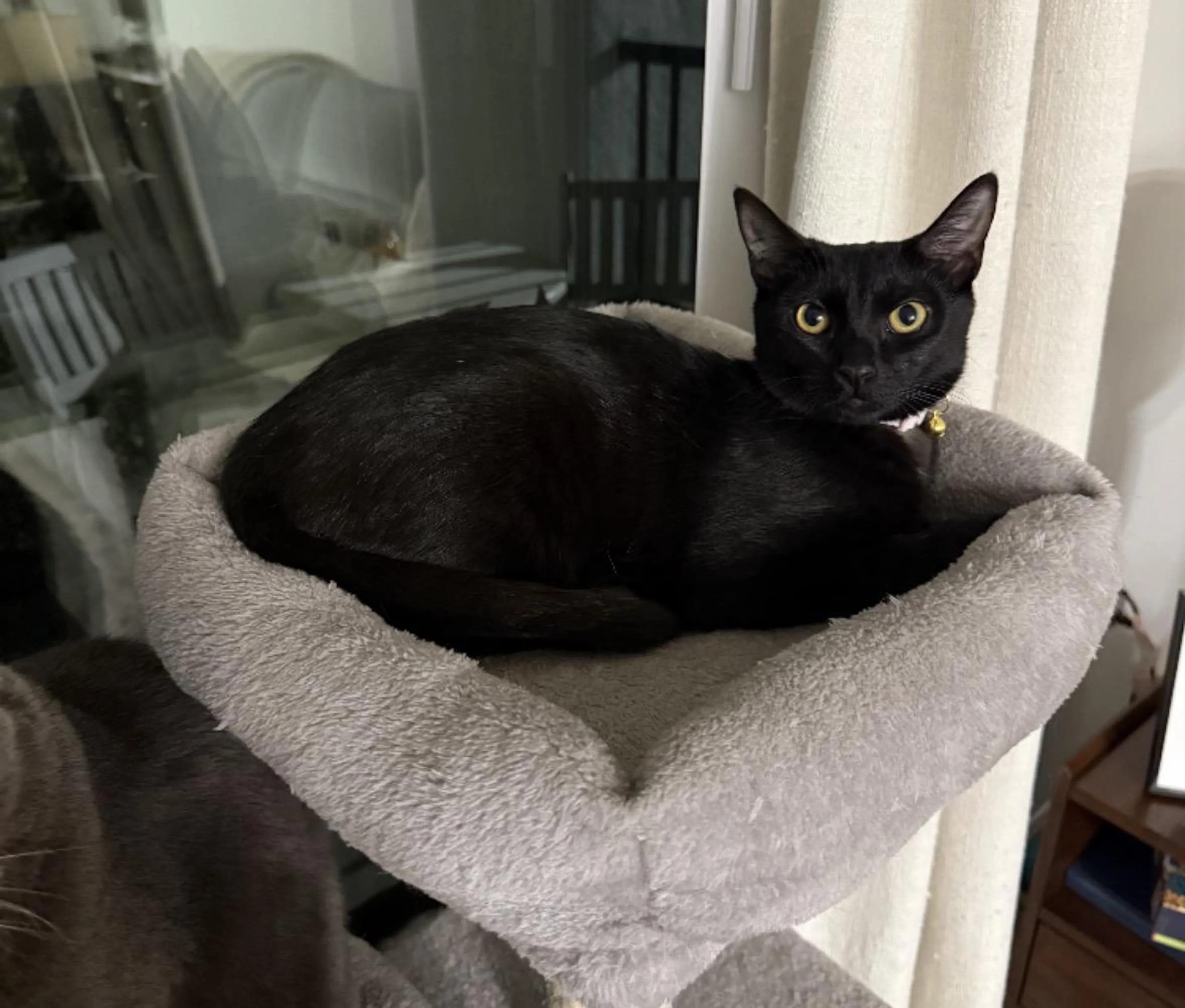 Found pet-3