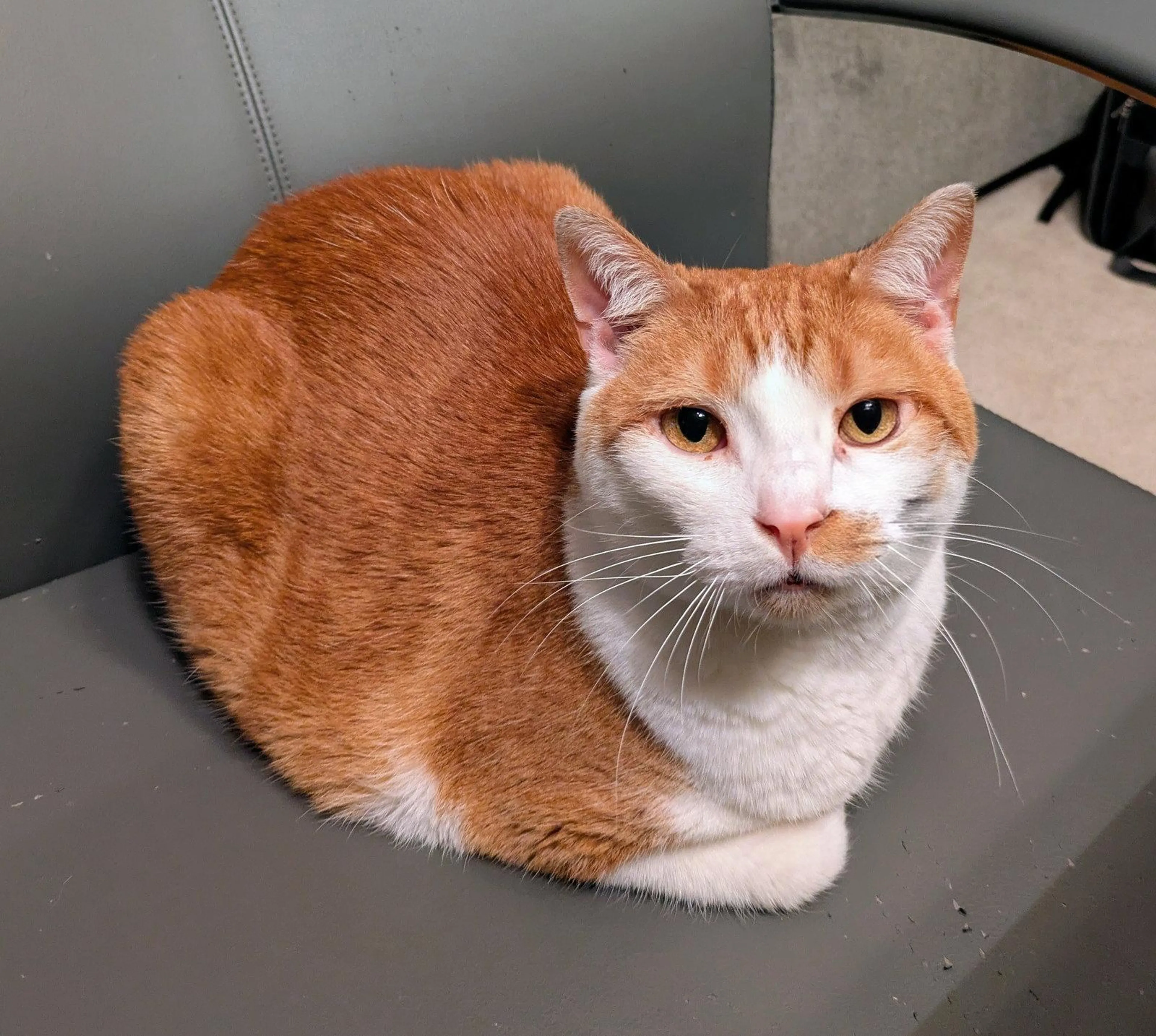 Found pet-0