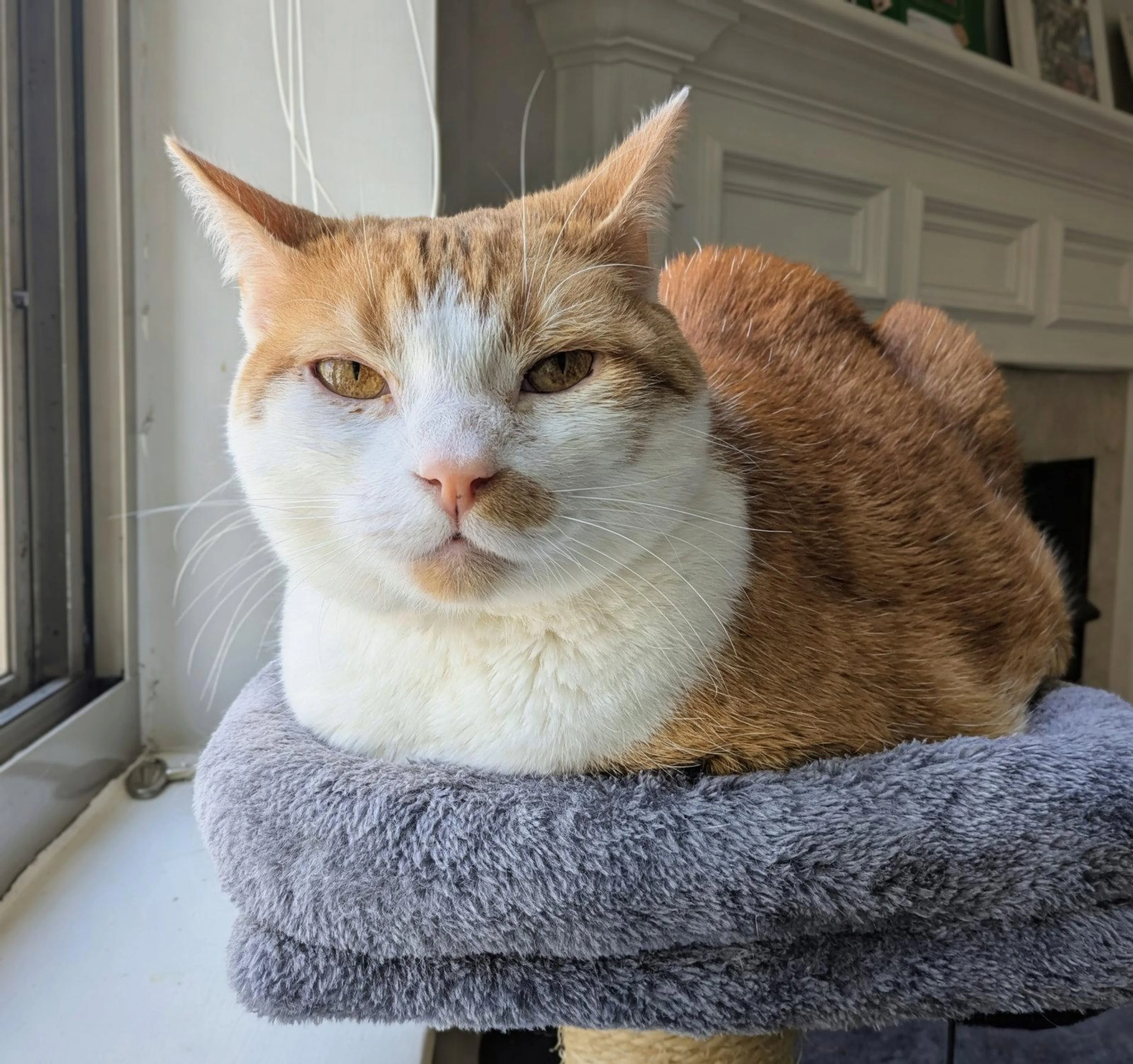 Found pet-1