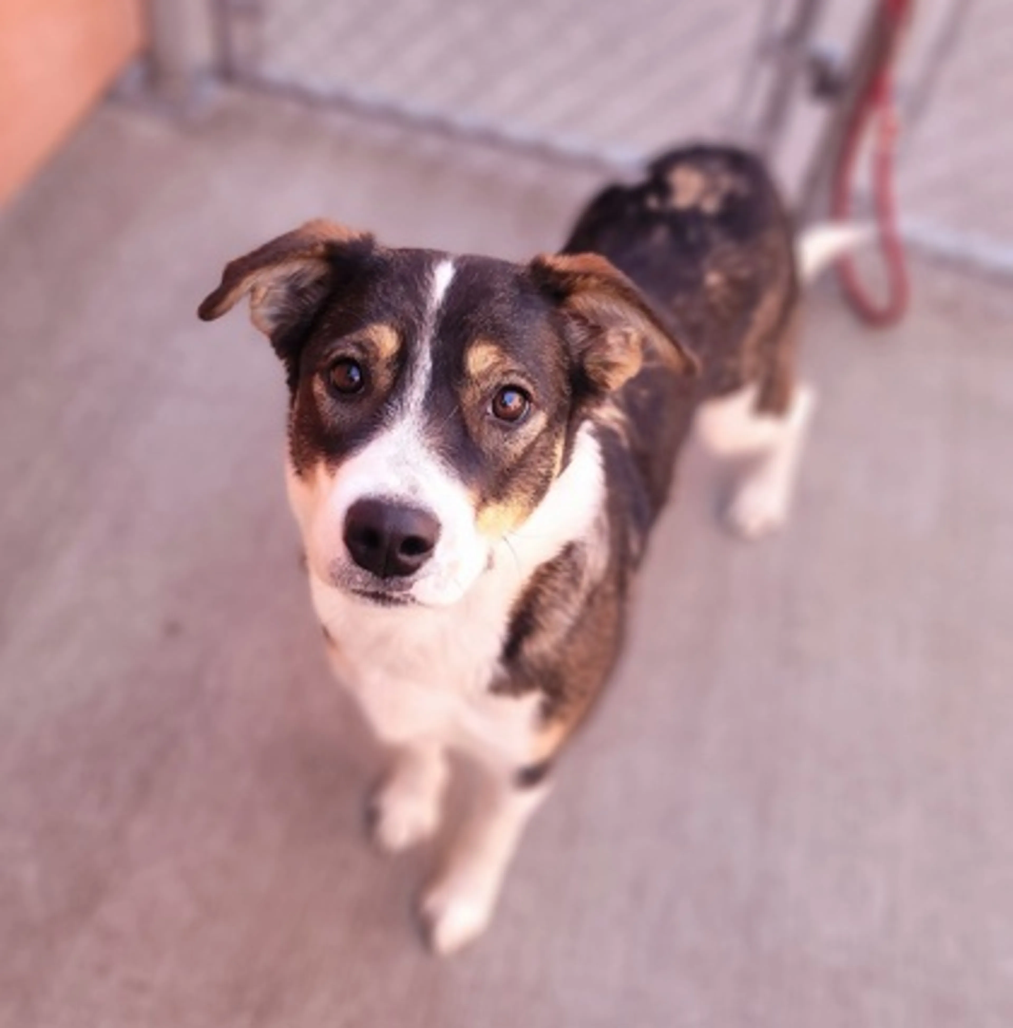 Found pet-2