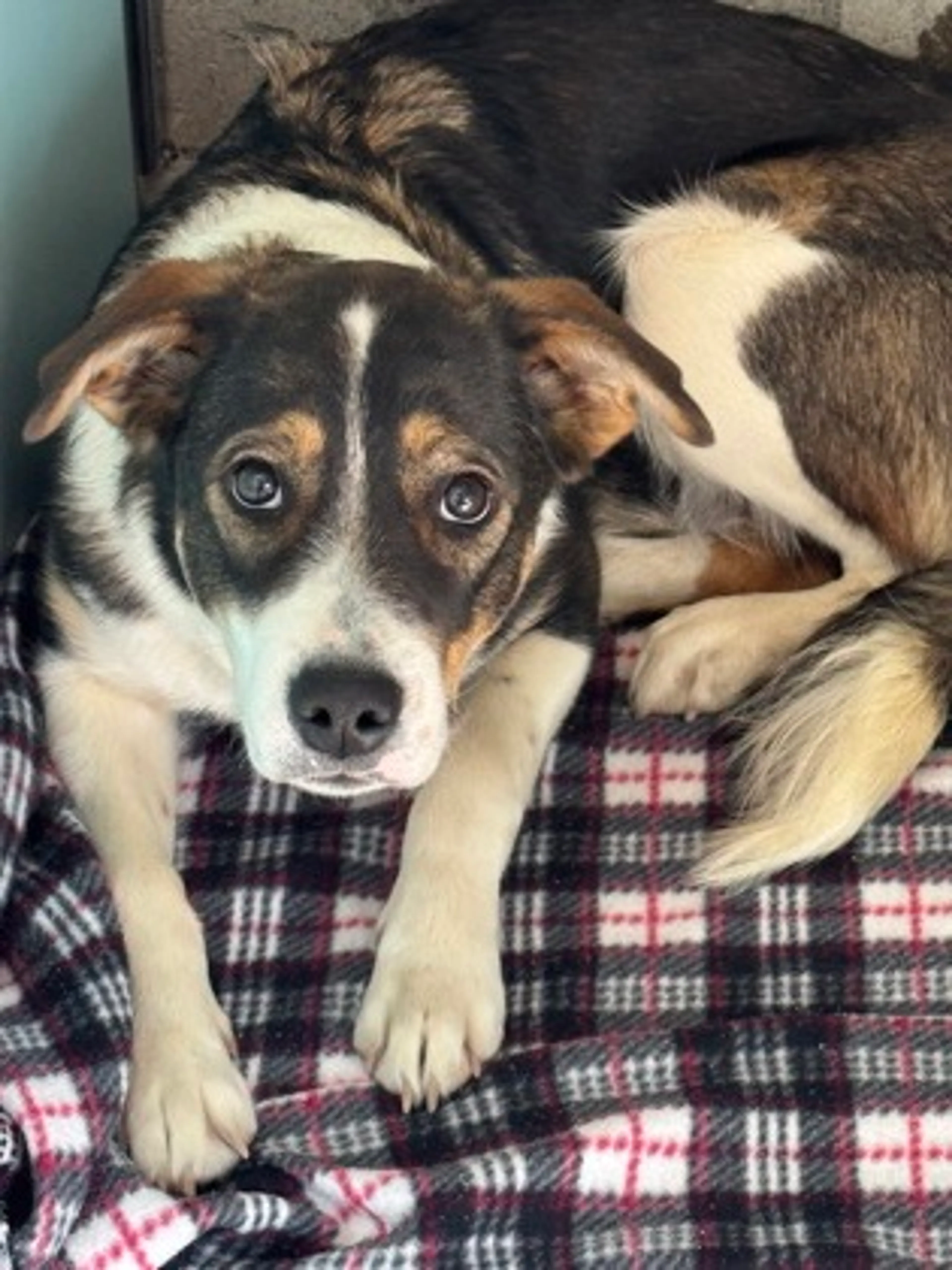 Found pet-1