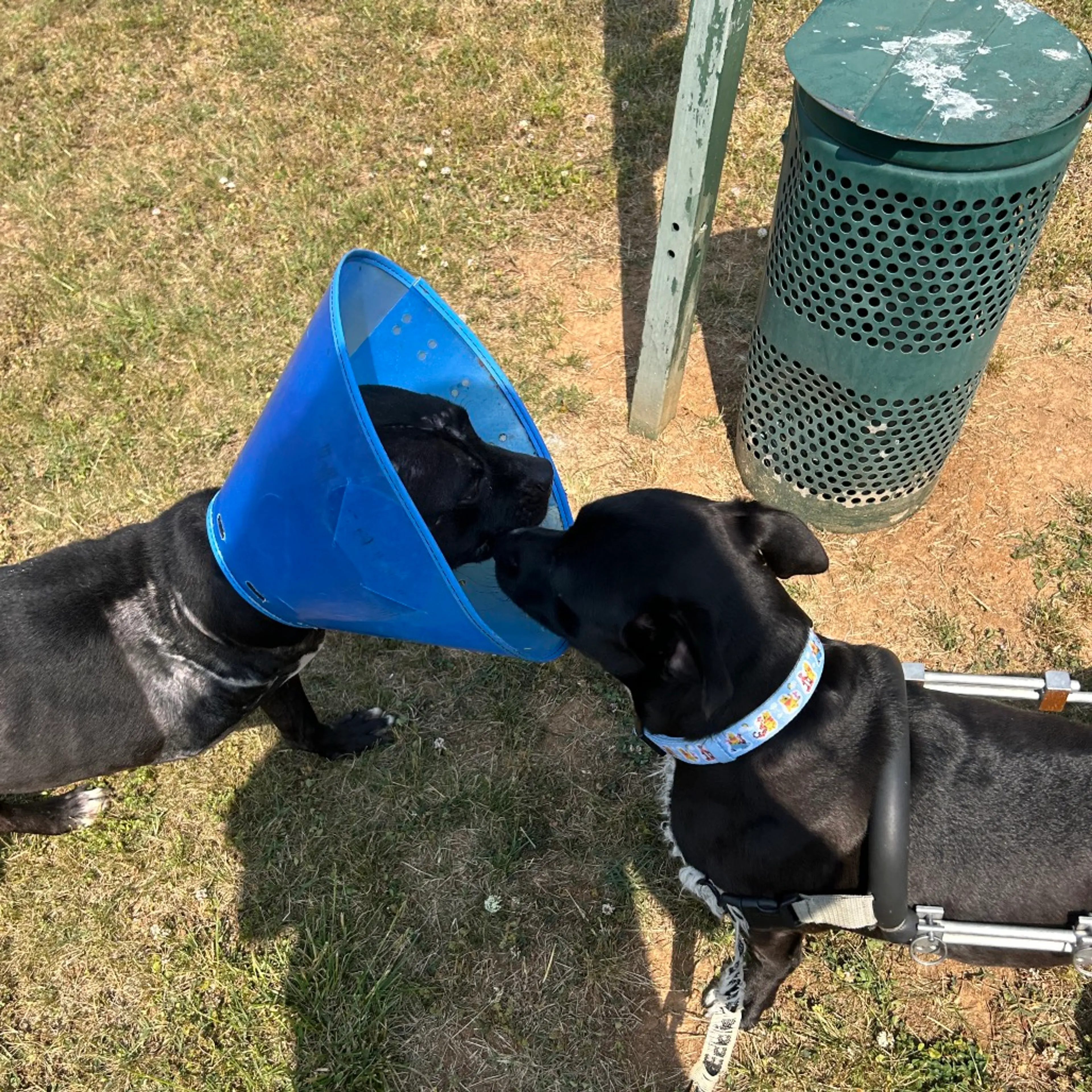 Found pet-5