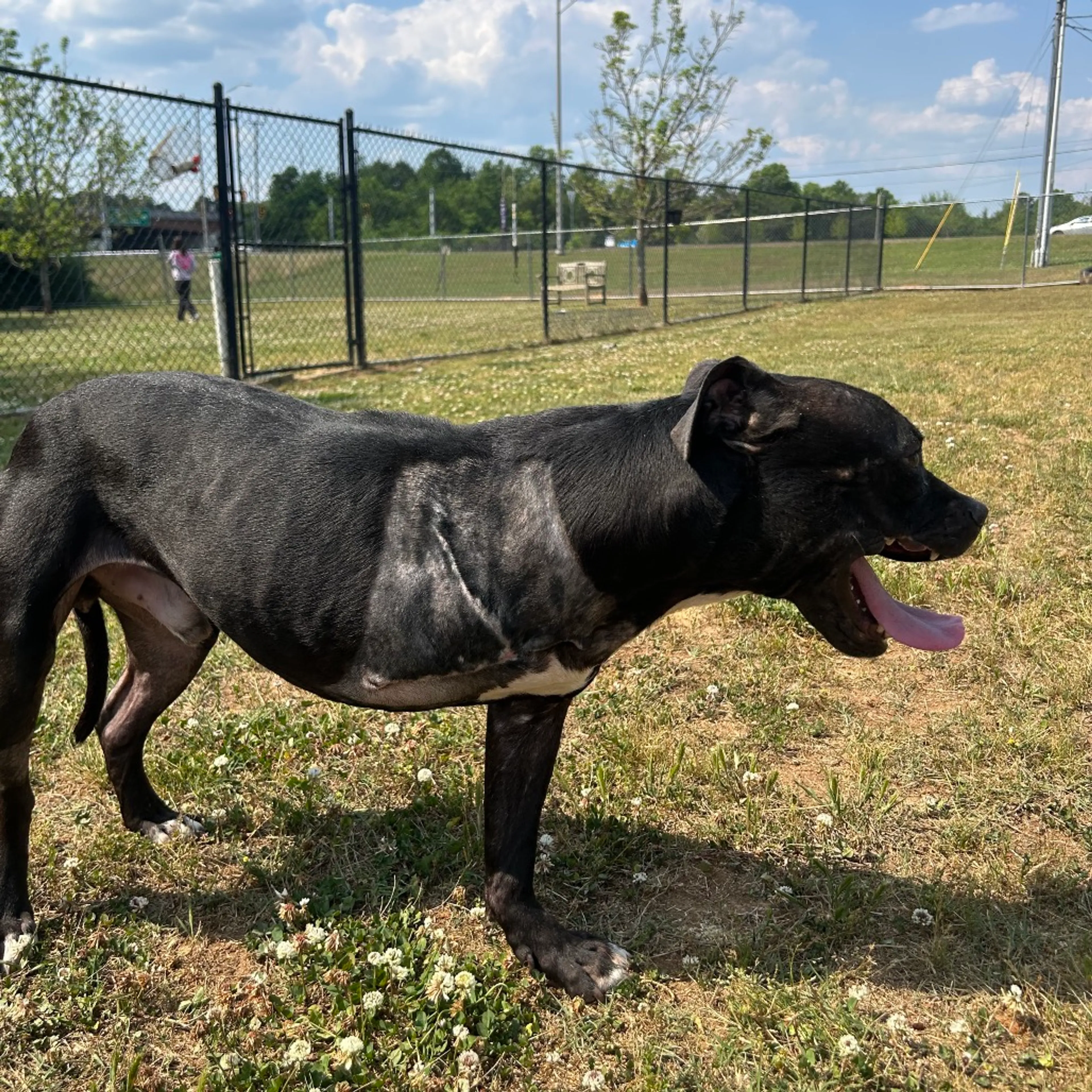 Found pet-2