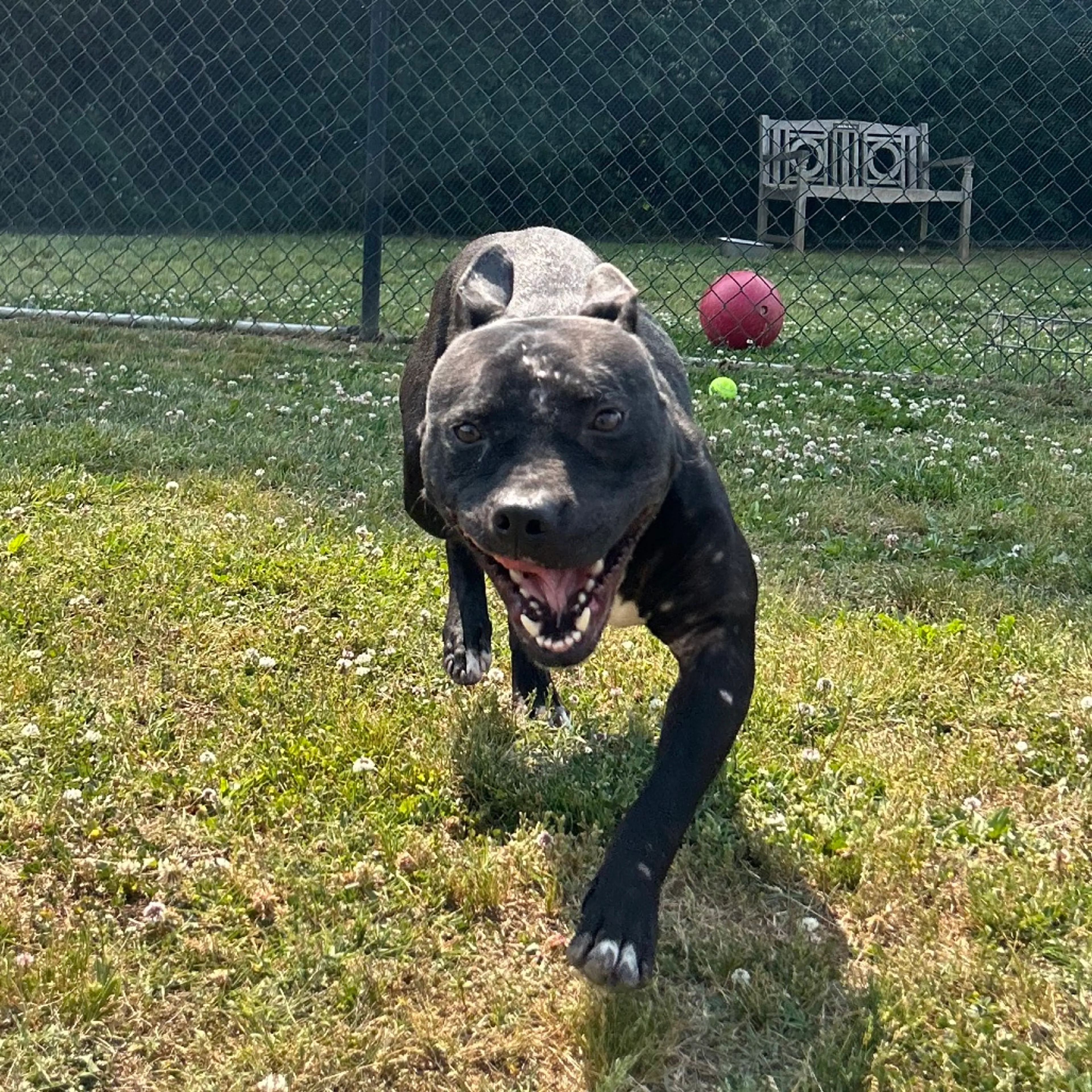 Found pet-3