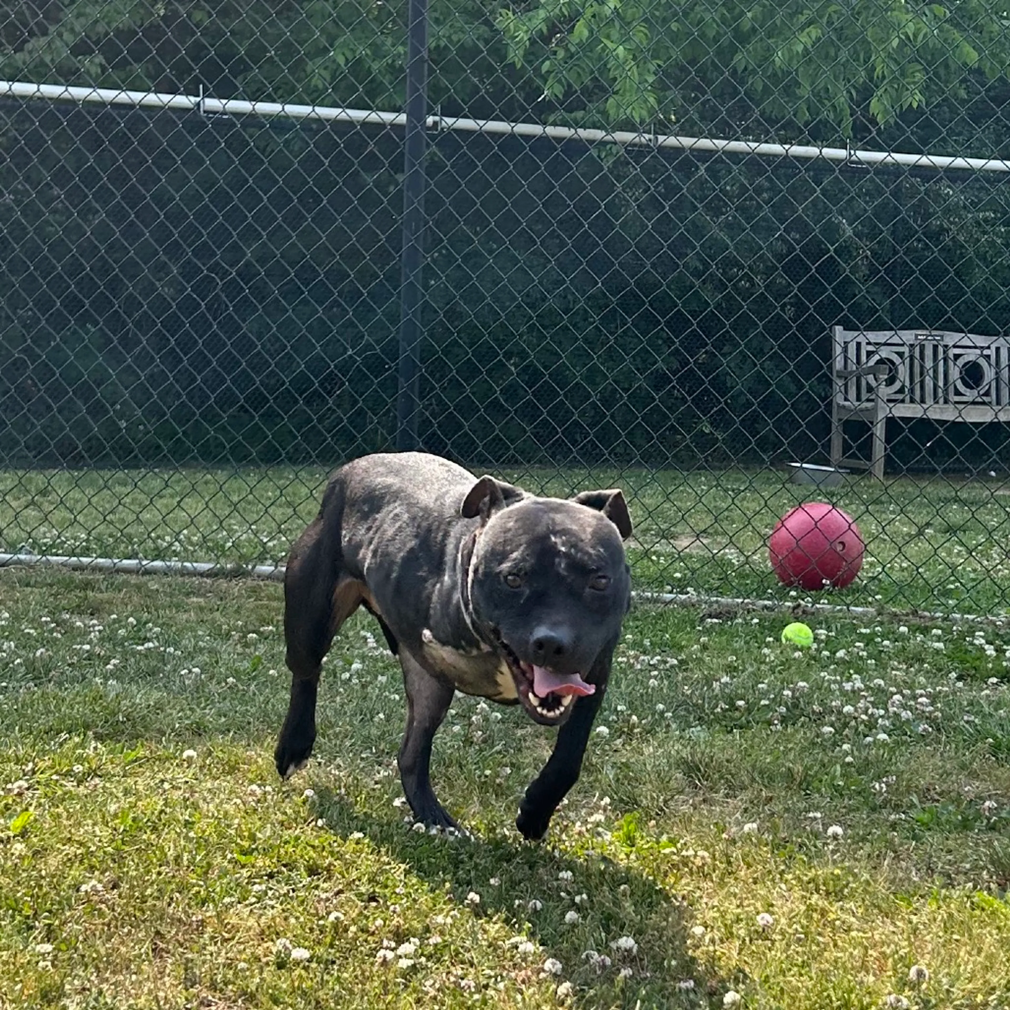 Found pet-4
