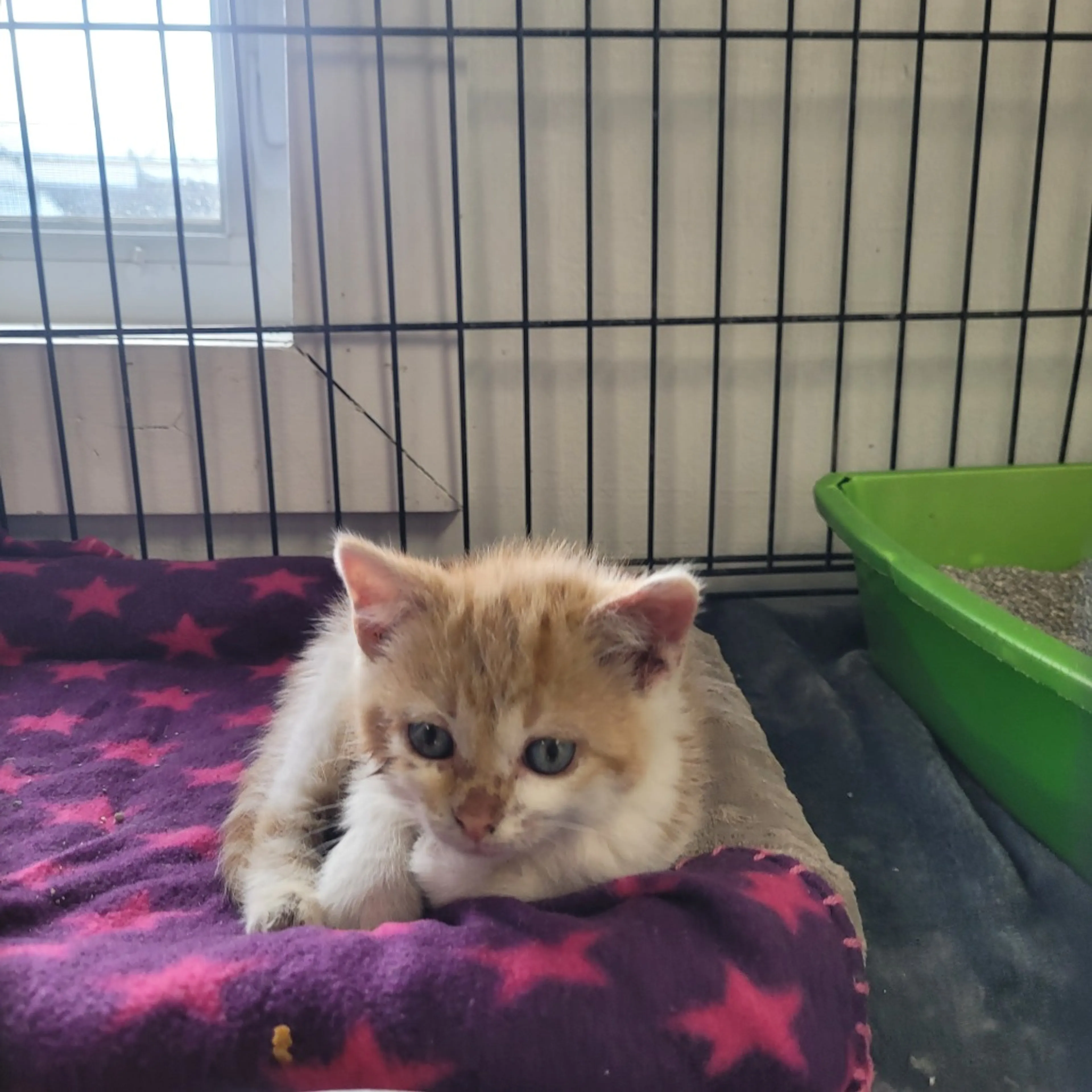 Found pet