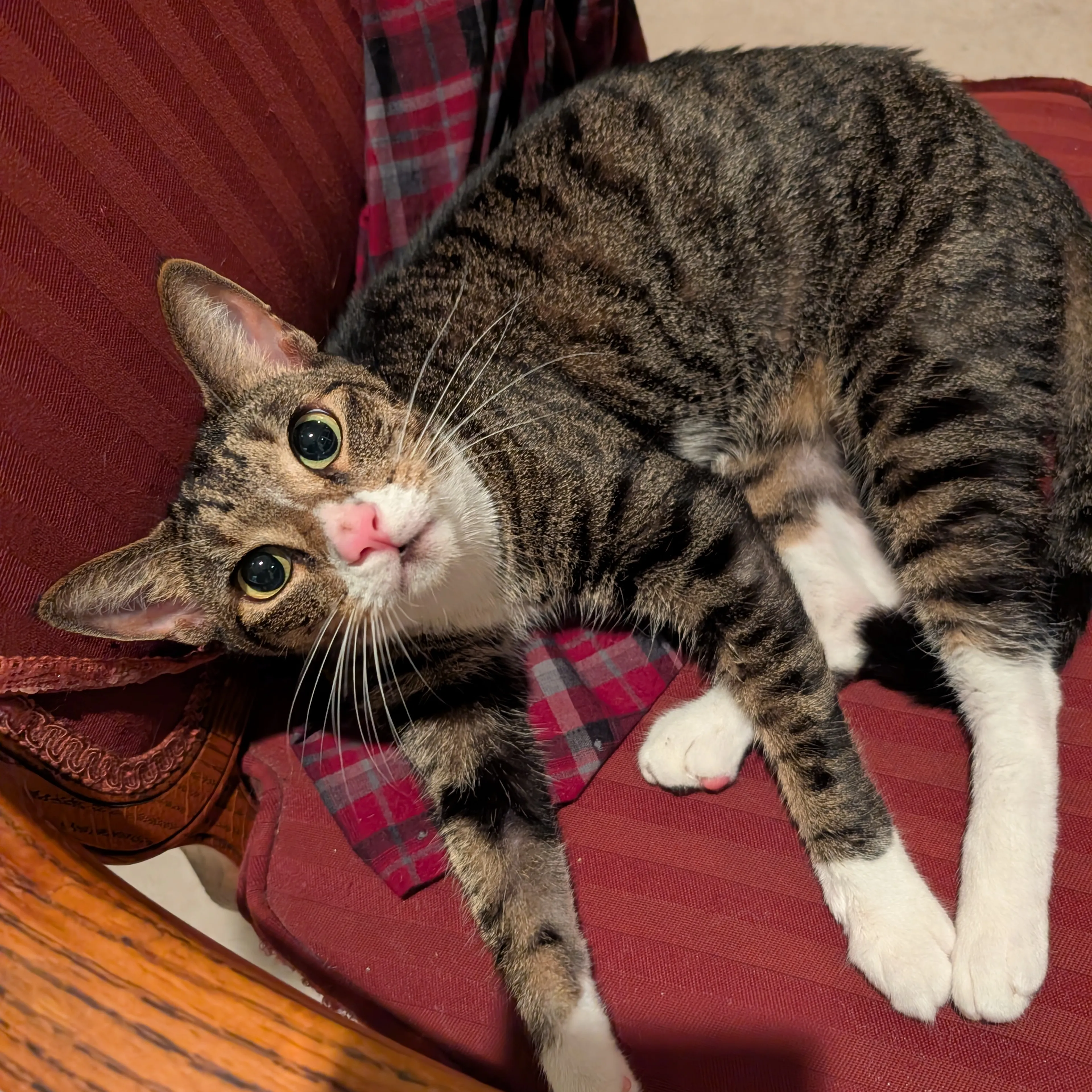Lost pet-1