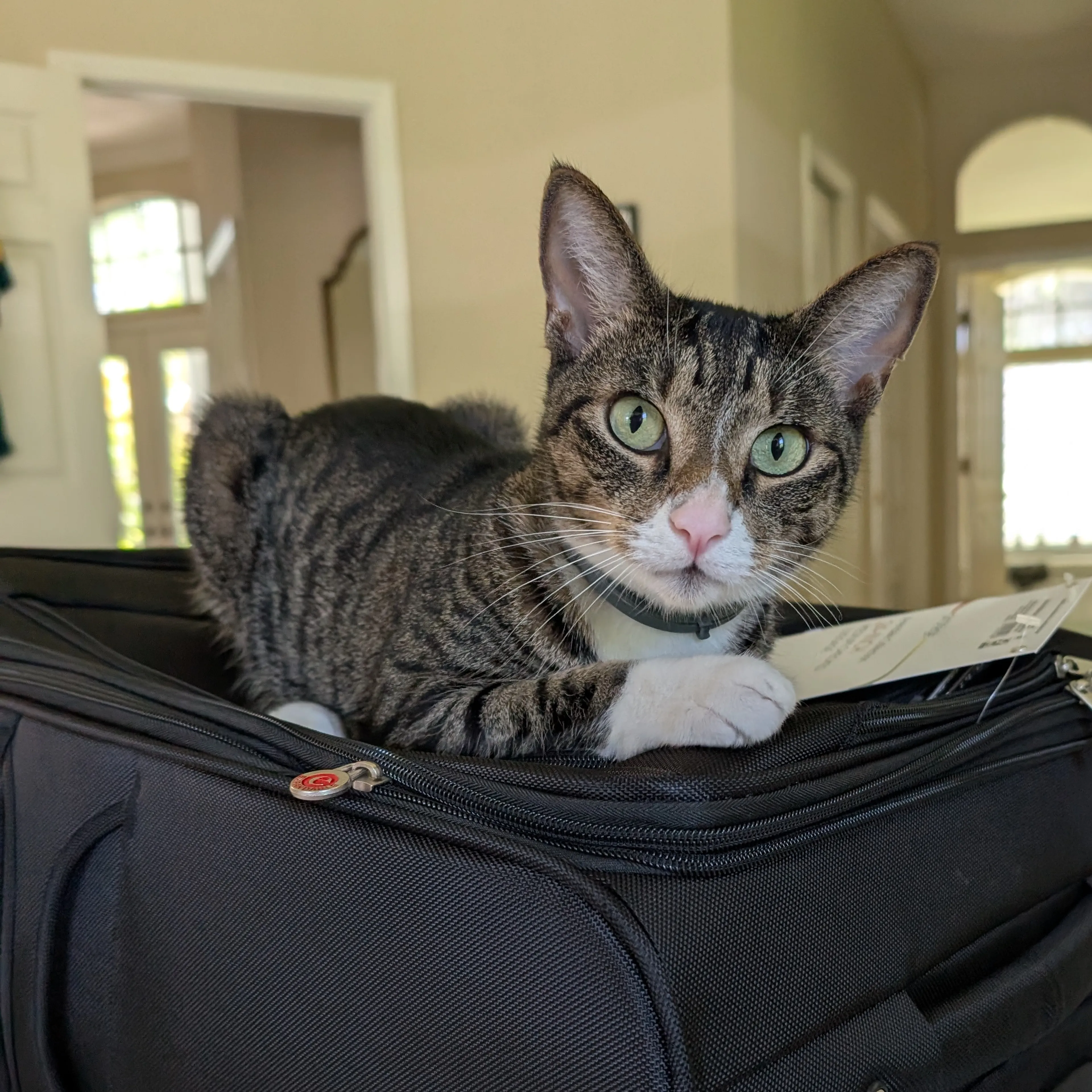 Lost pet-2
