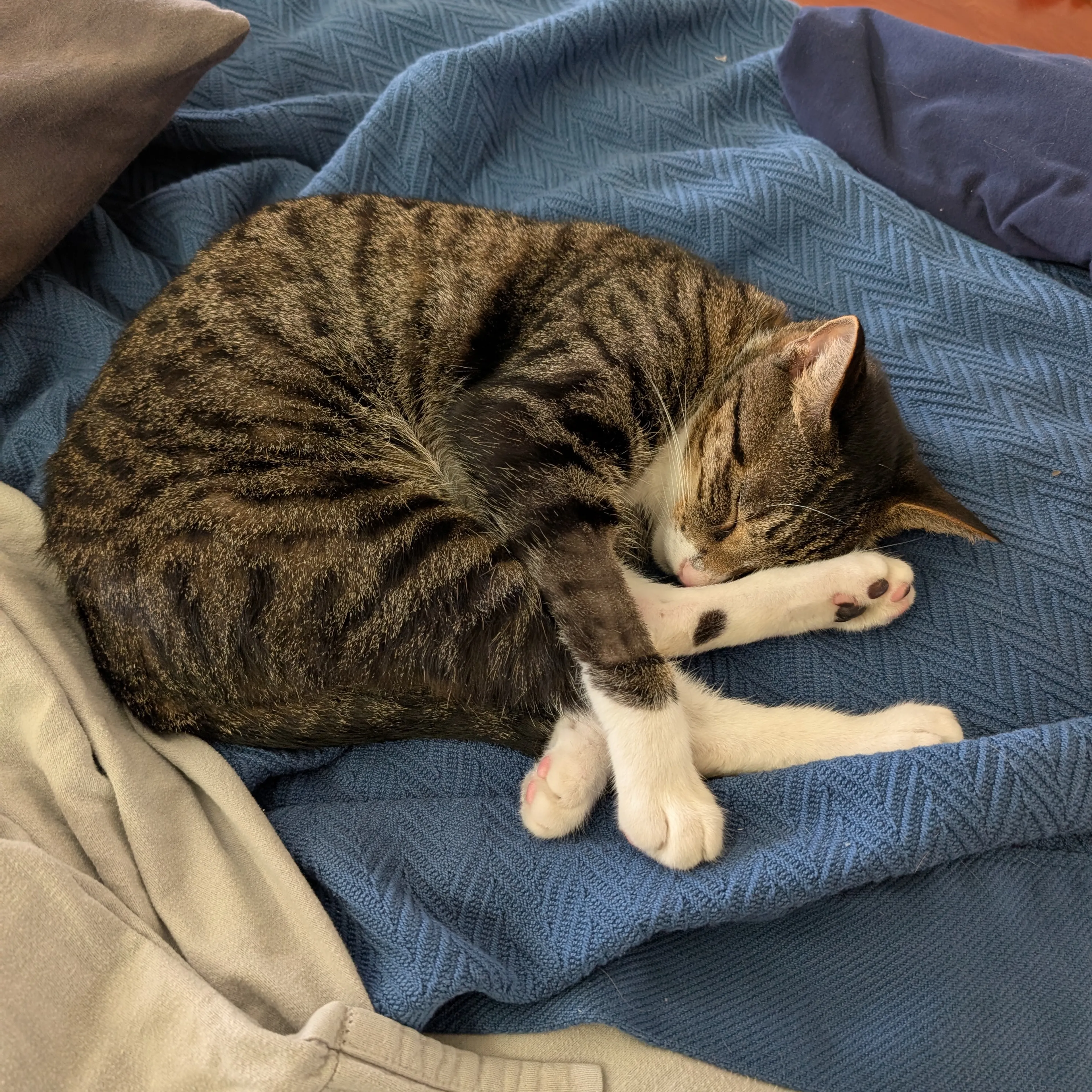 Lost pet-3