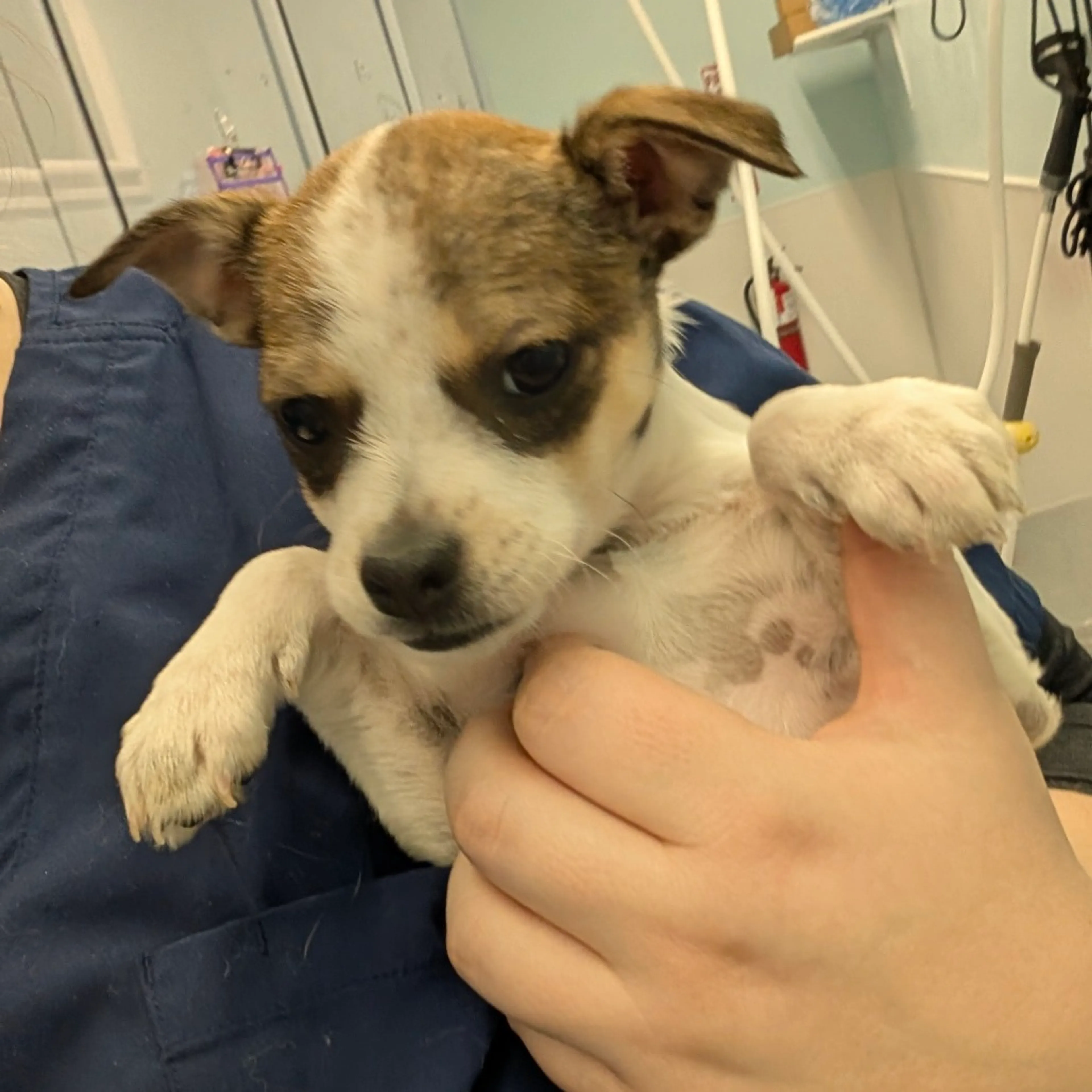 Found pet-1