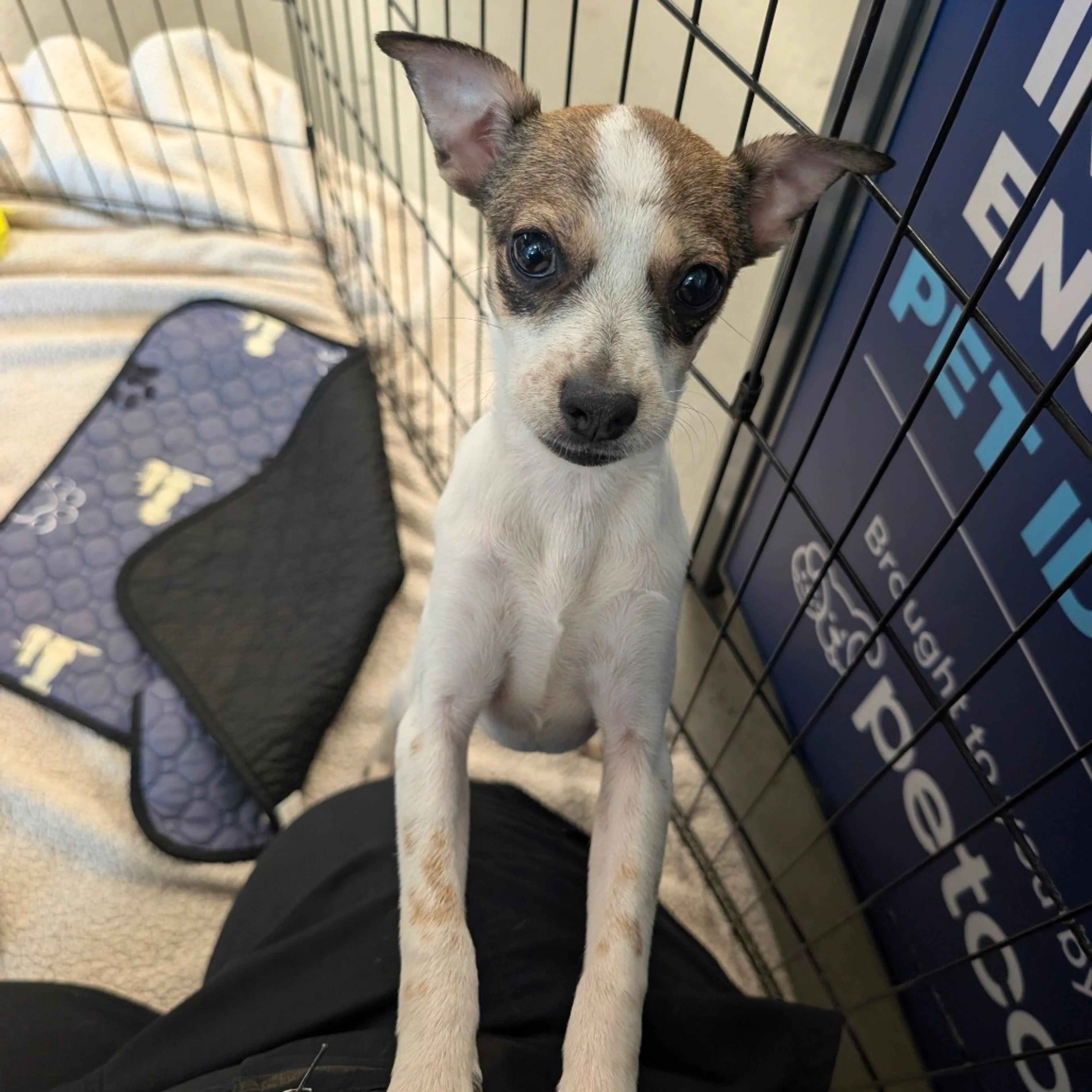 Found pet-2
