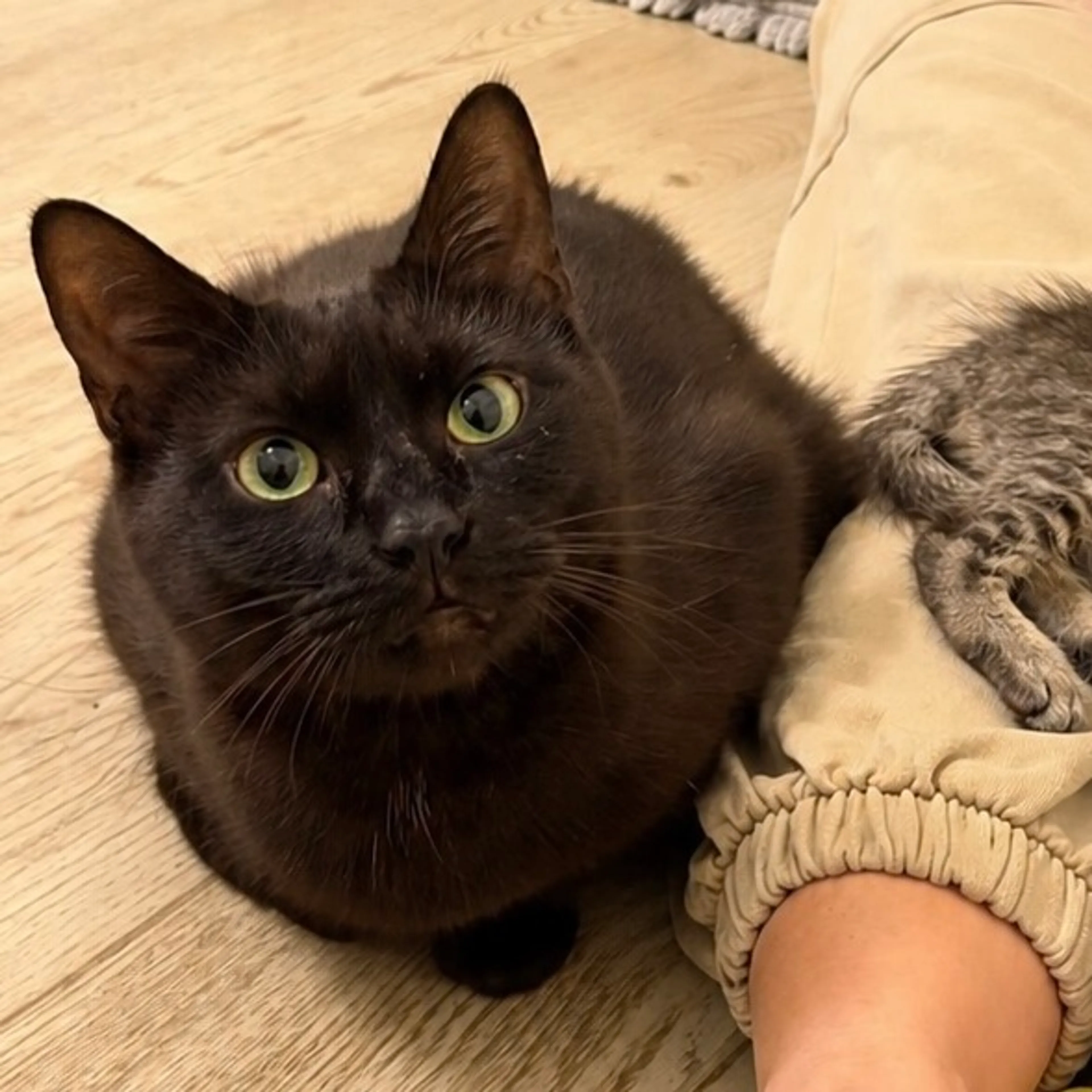 Found pet-0