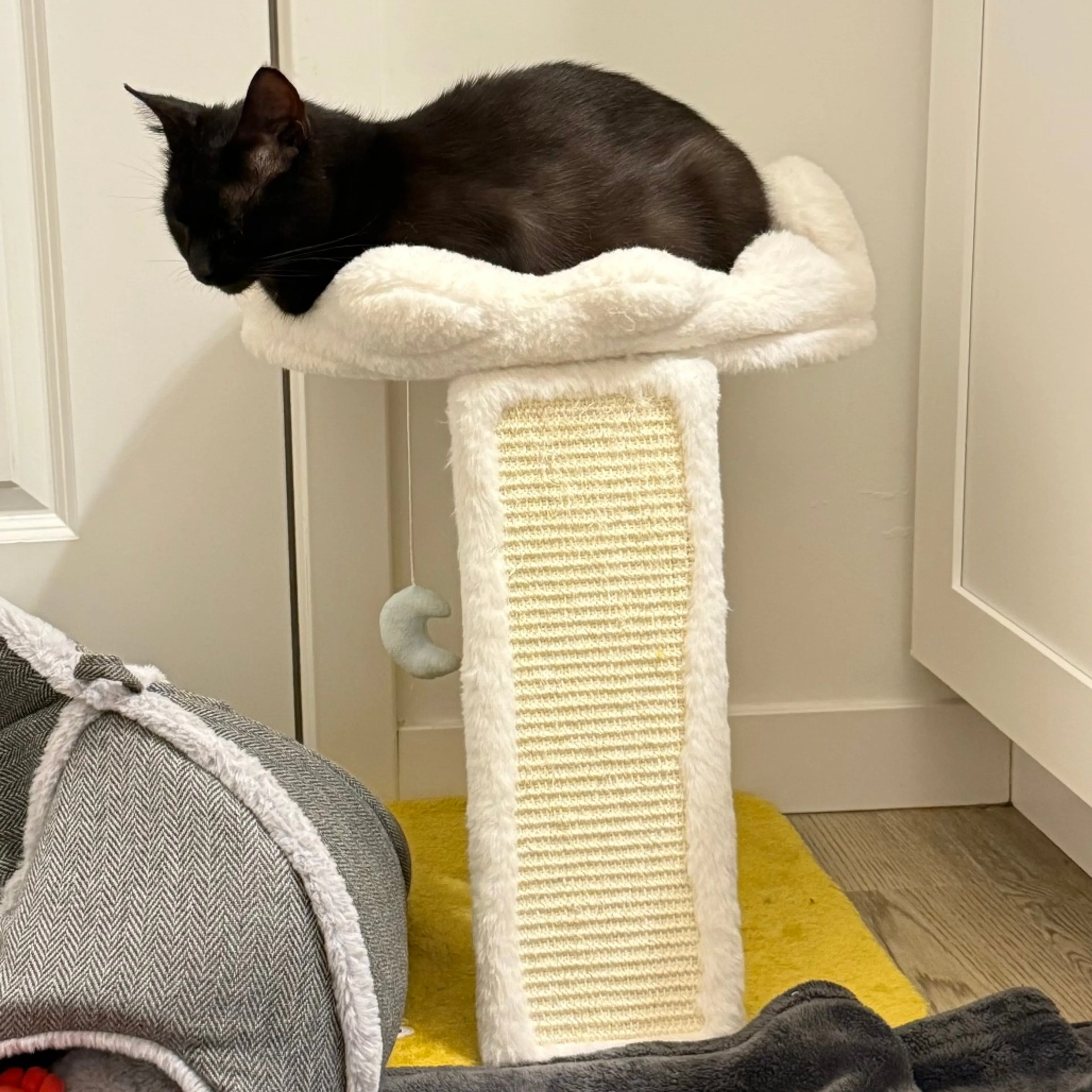 Found pet-1