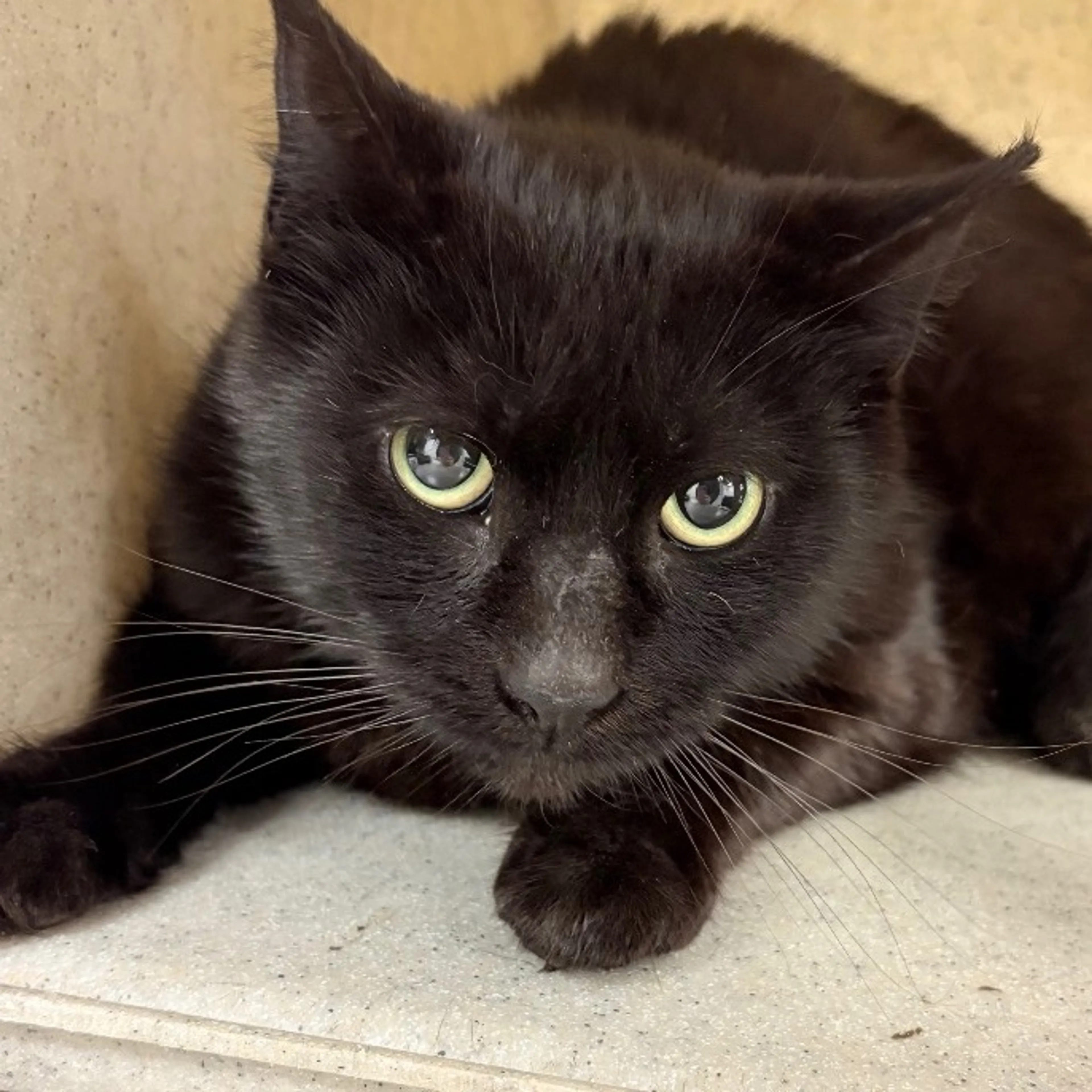 Found pet-4
