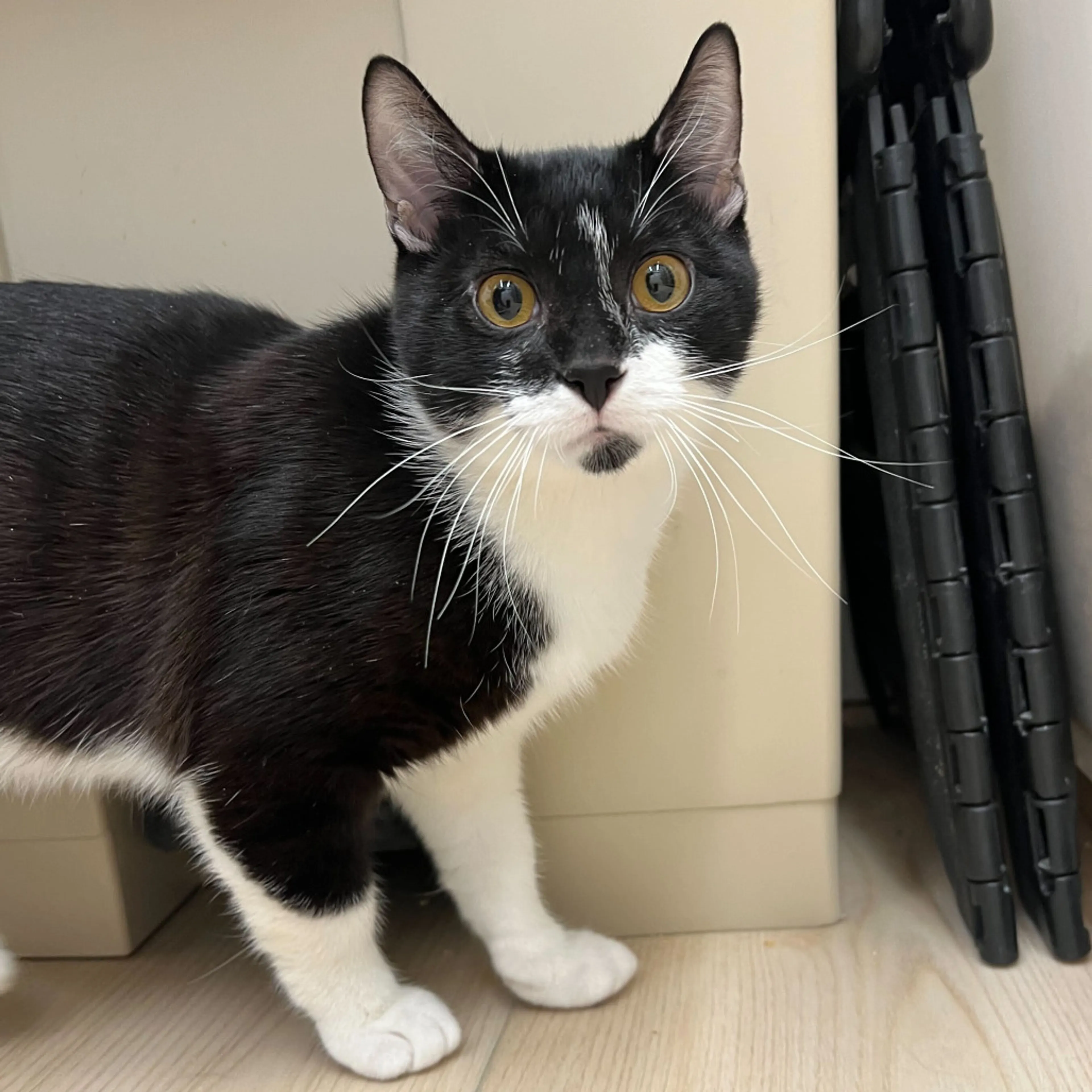 Found pet