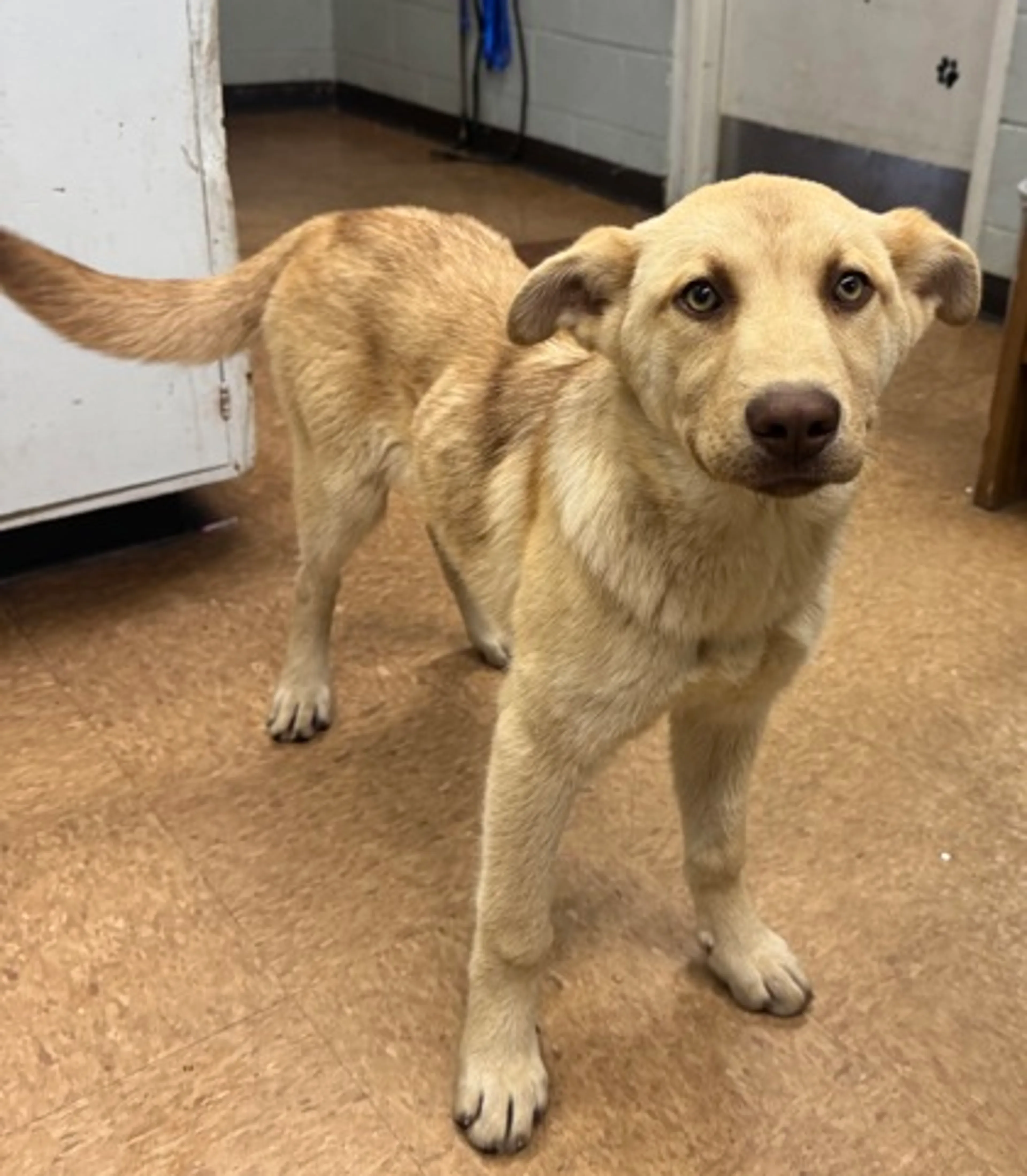 Found pet-1