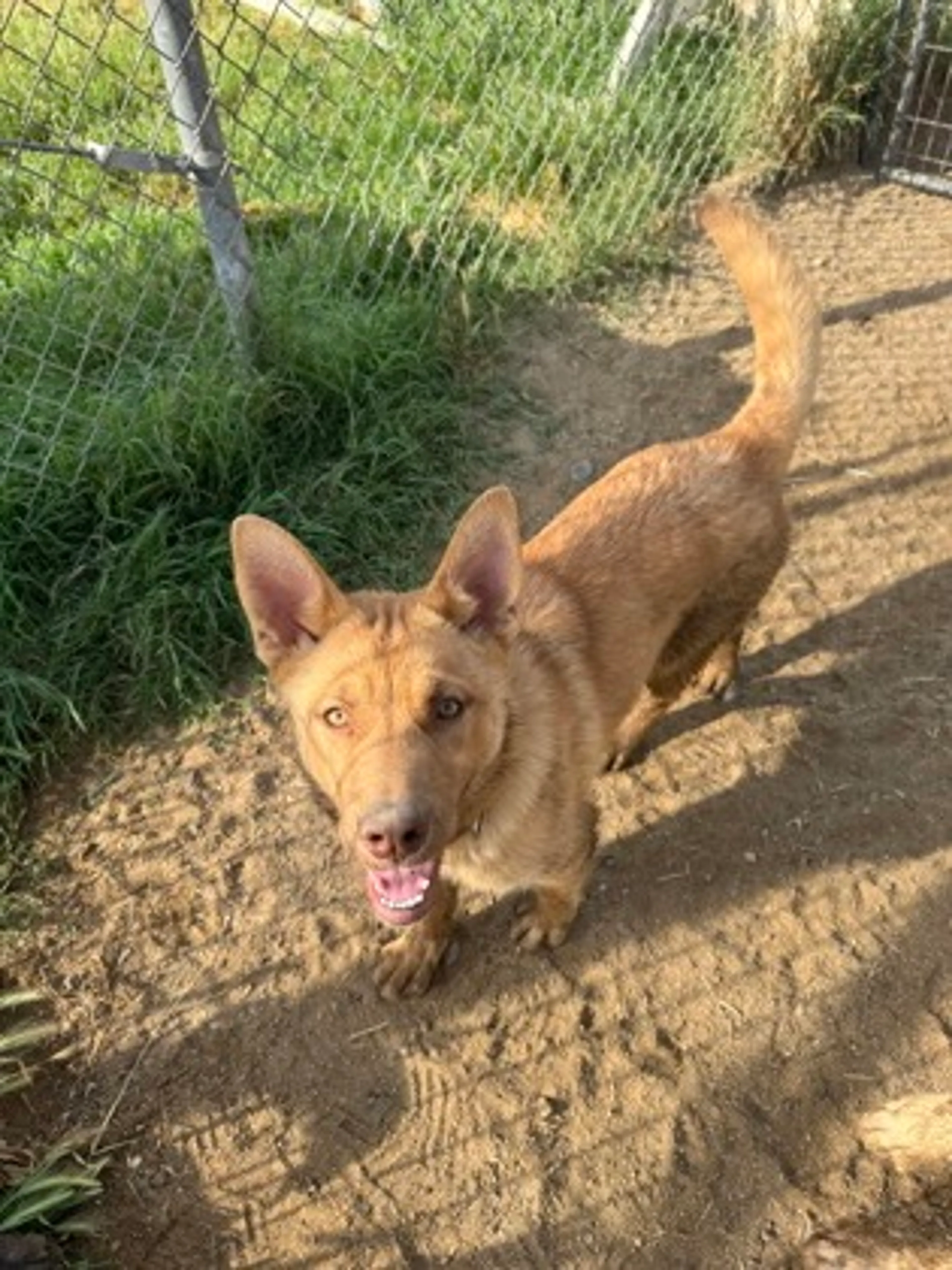 Found pet-1