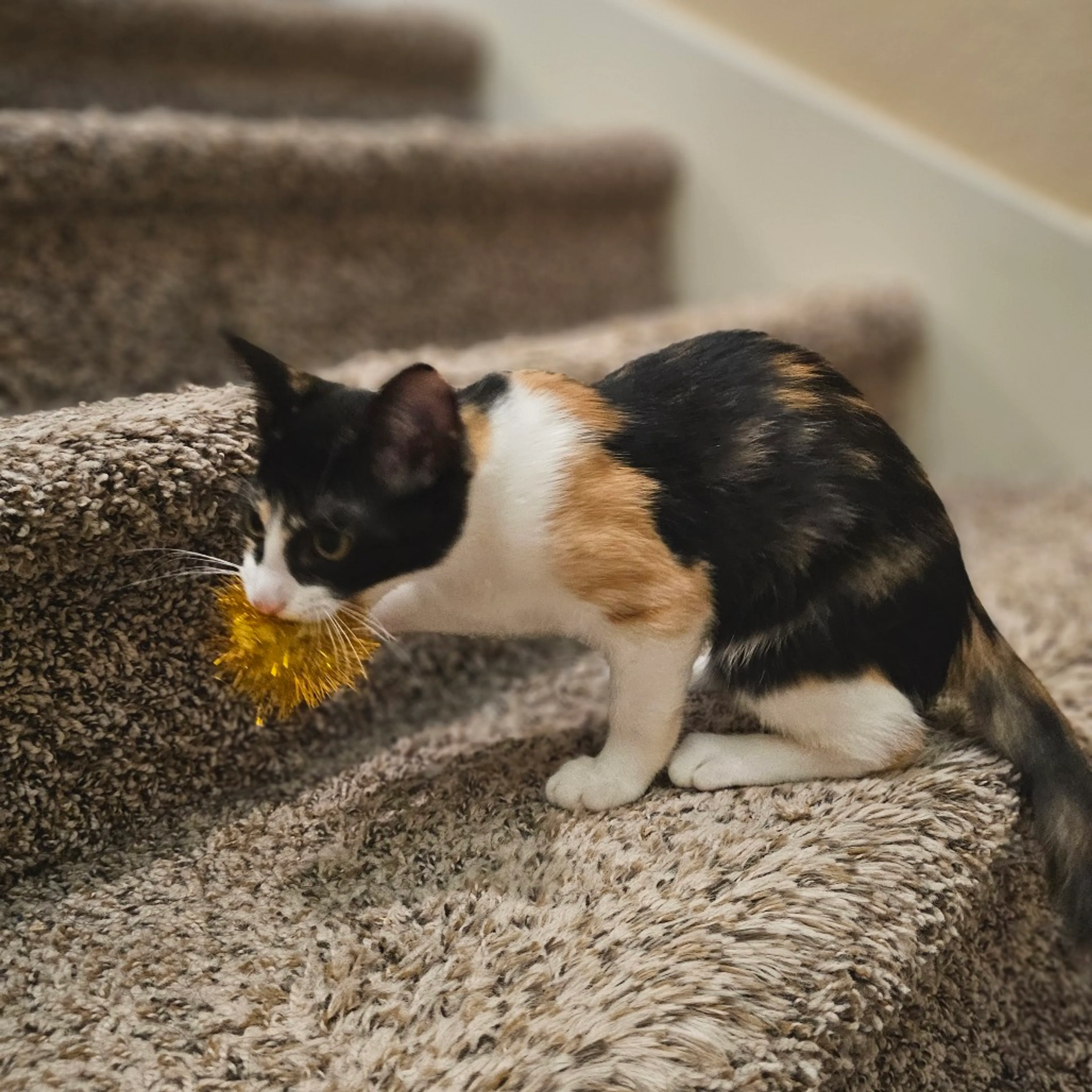 Found pet-0