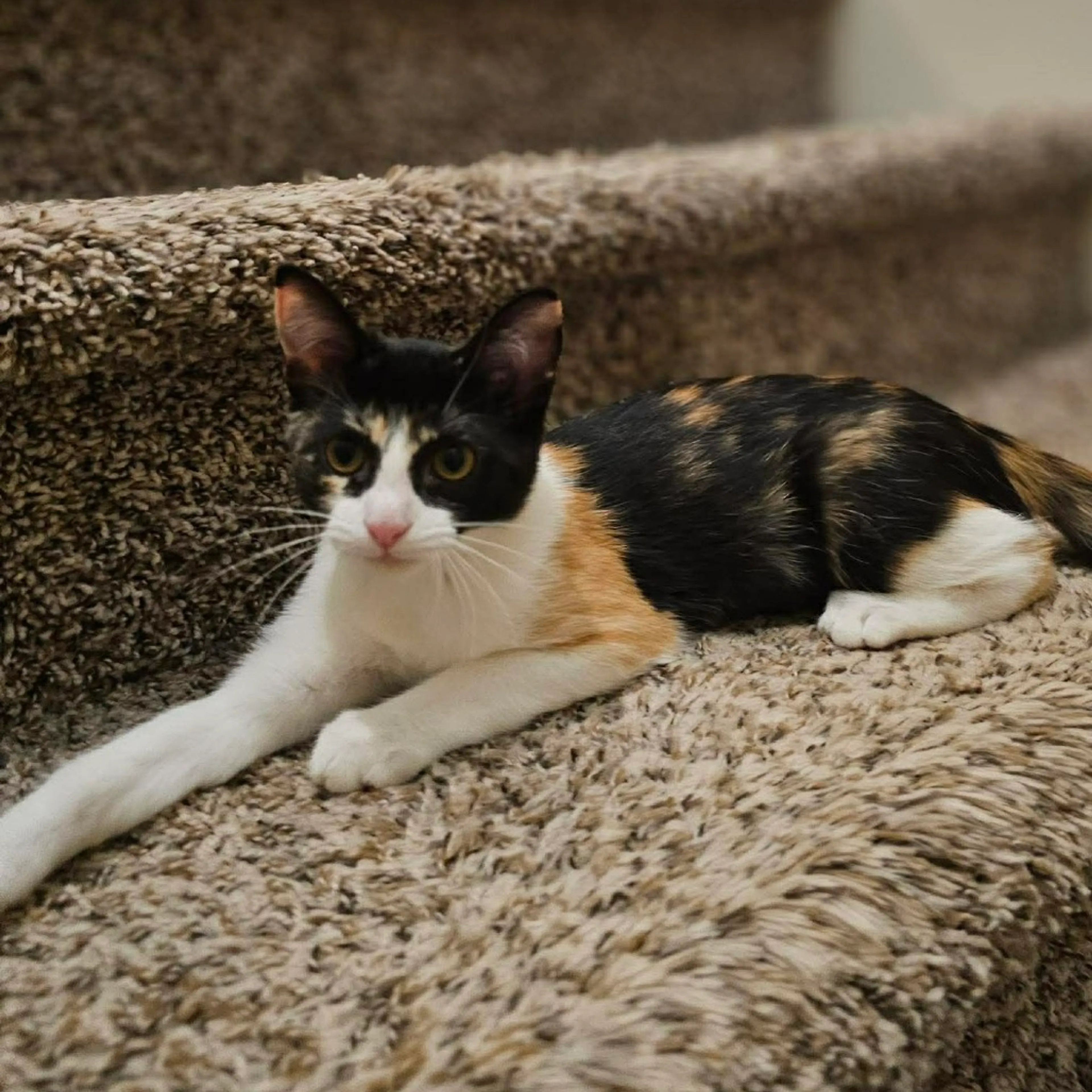 Found pet-4