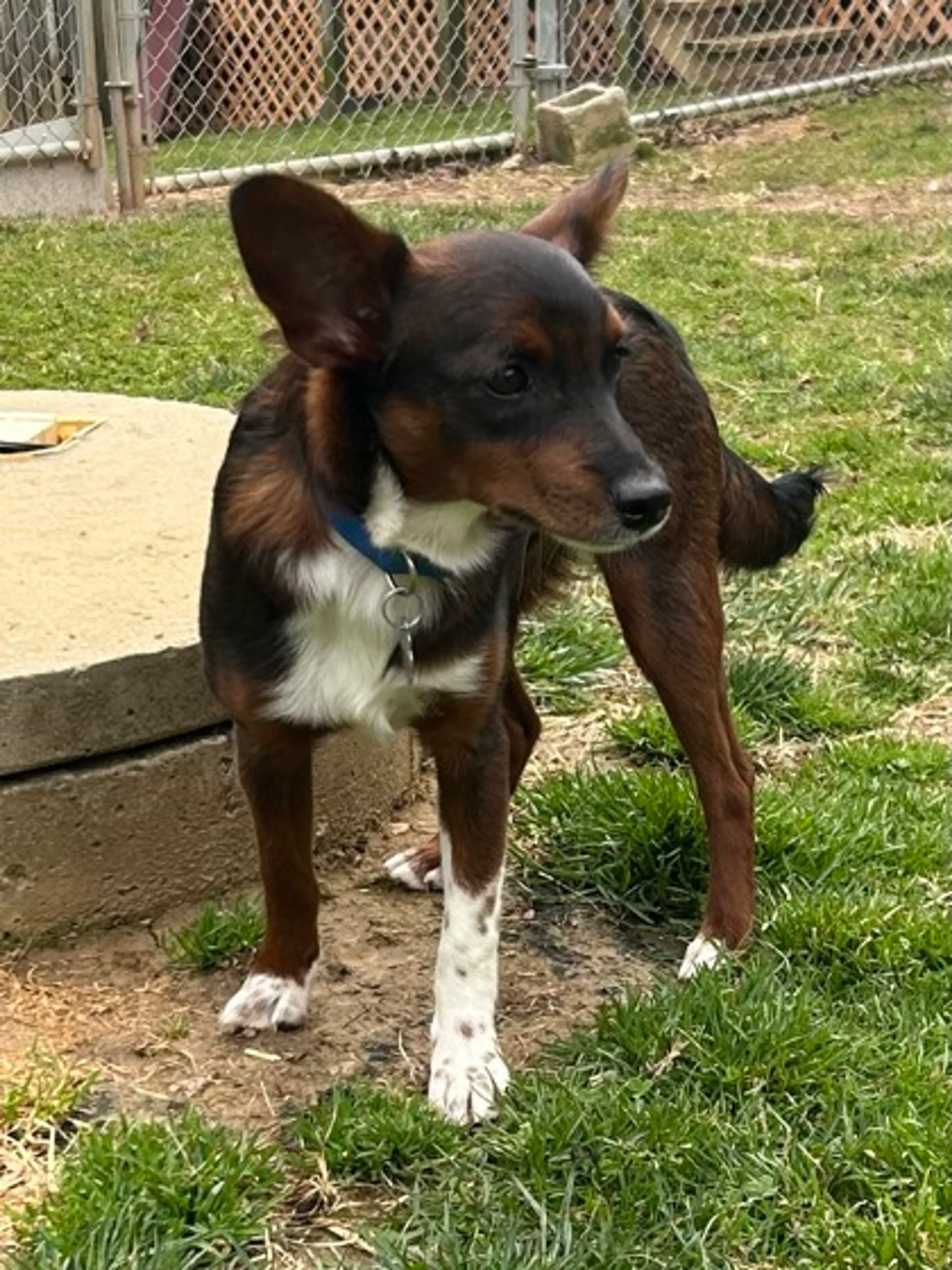 Found pet-1