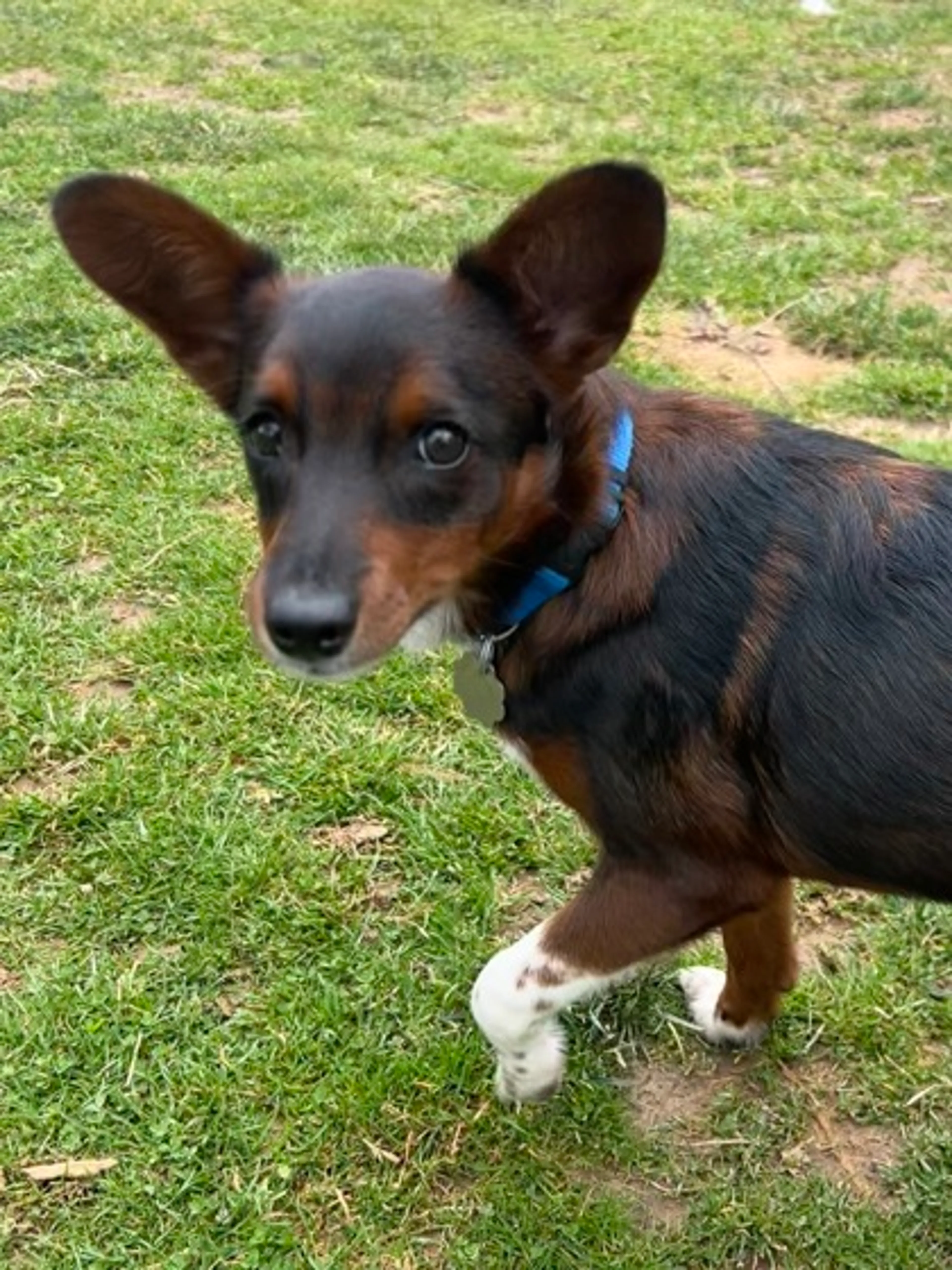 Found pet-2