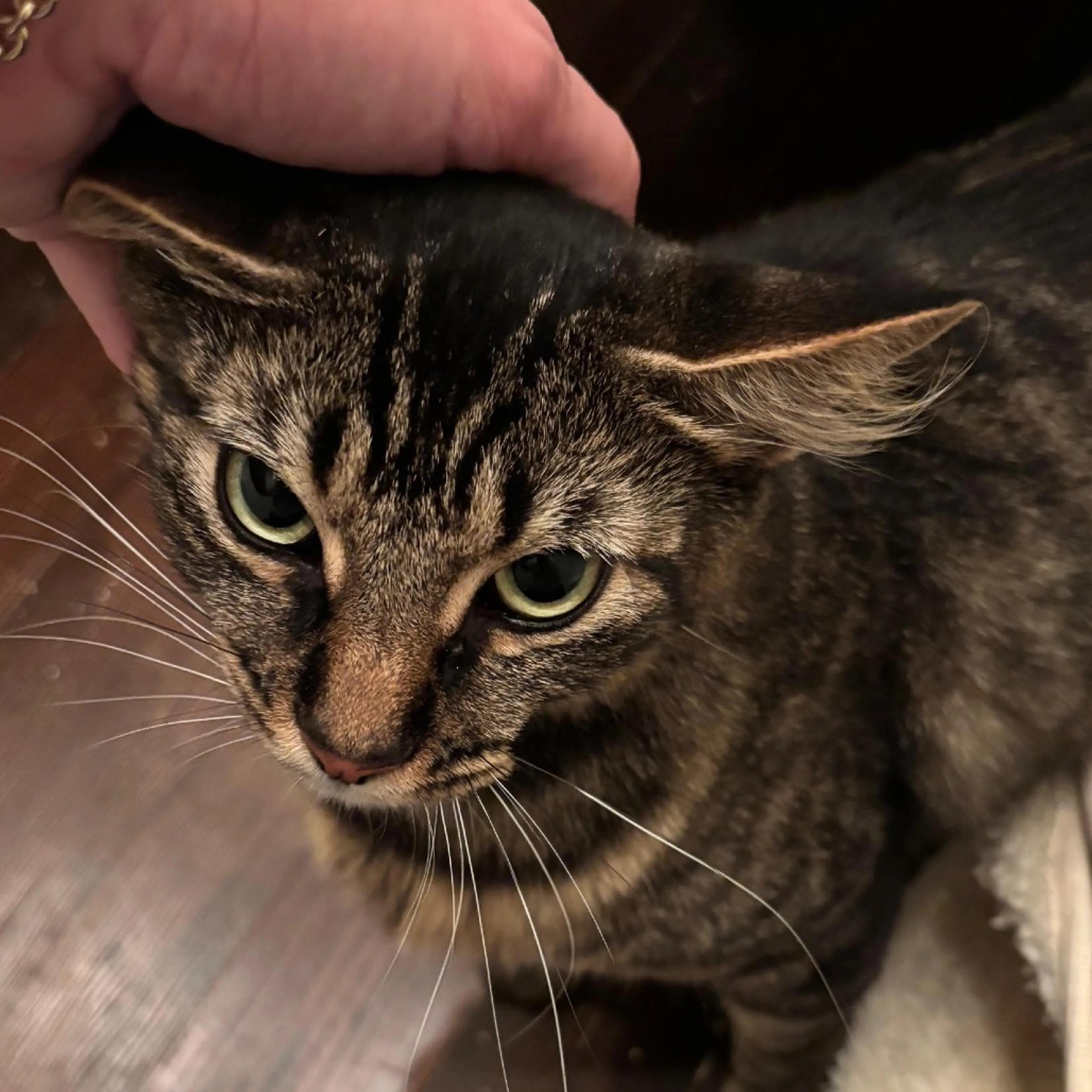 Found pet-2
