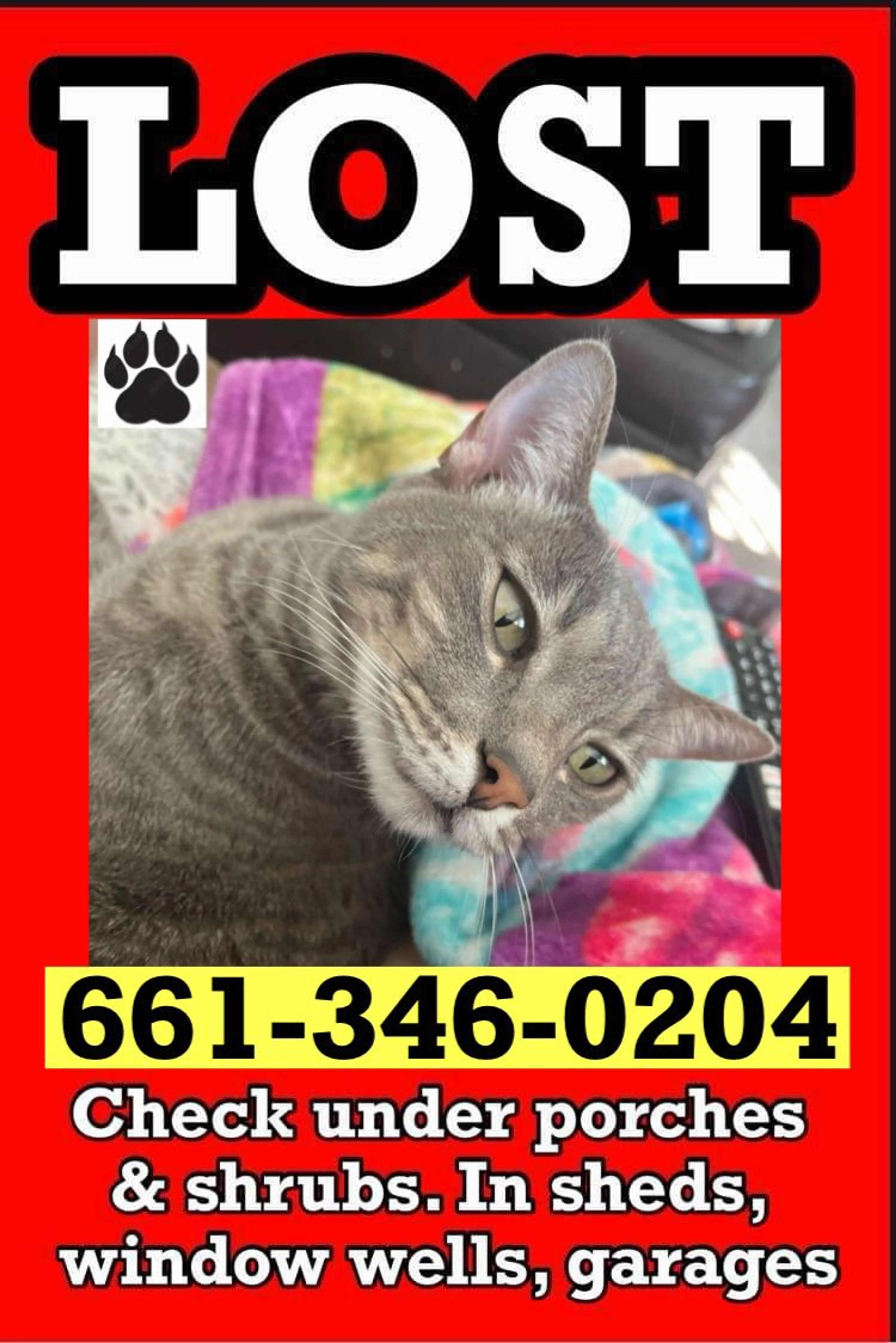 Lost pet