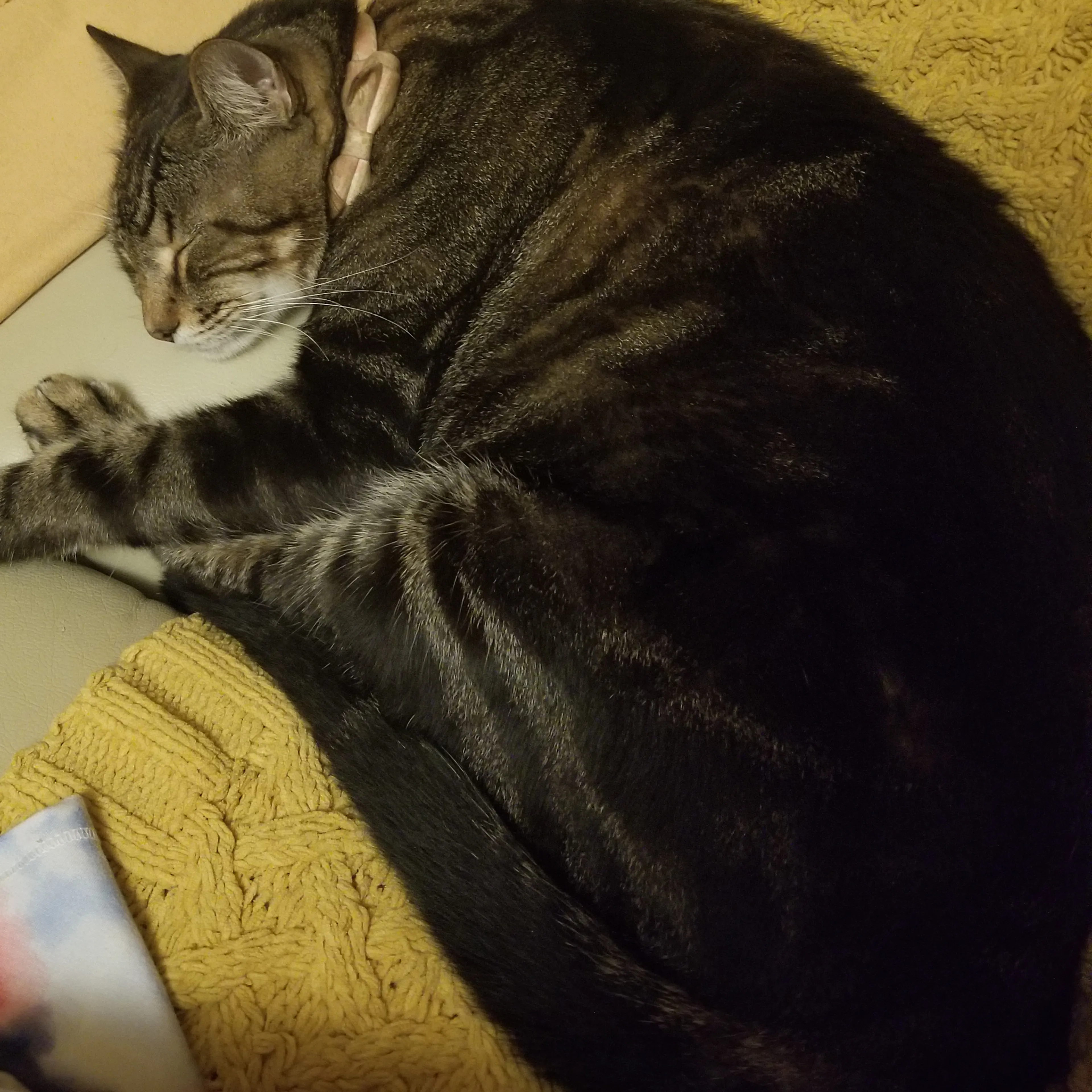 Lost pet-1