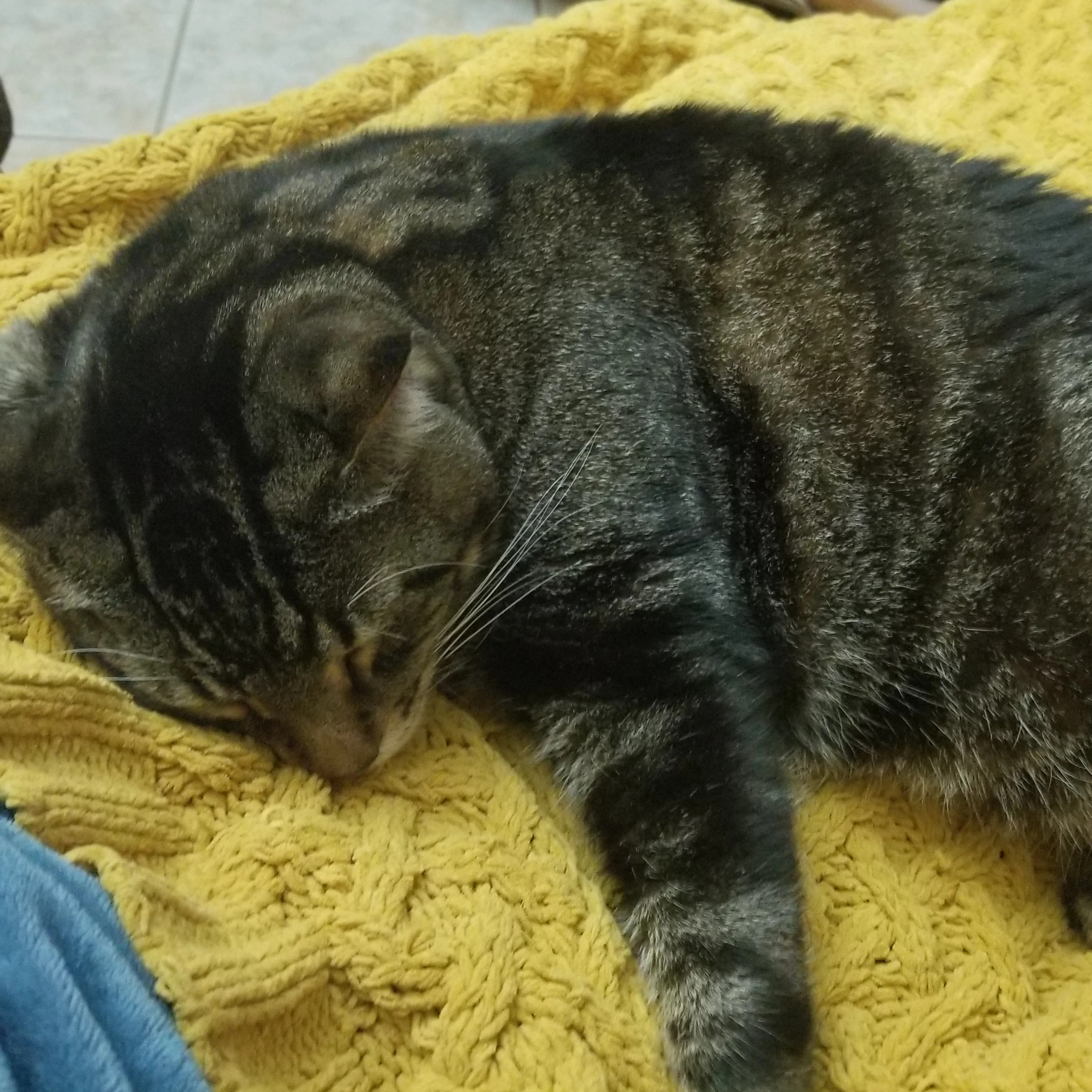 Lost pet-3