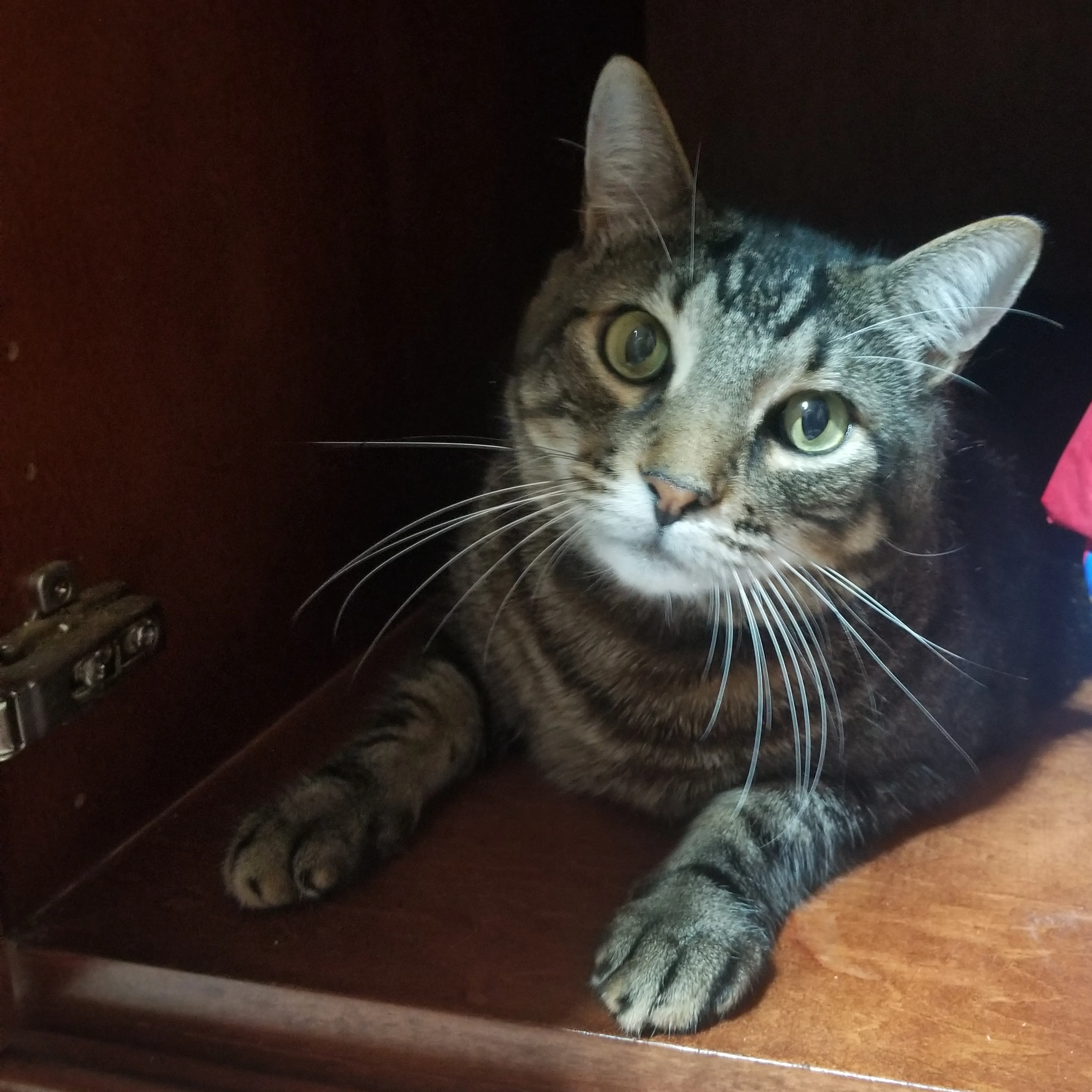 Lost pet-2