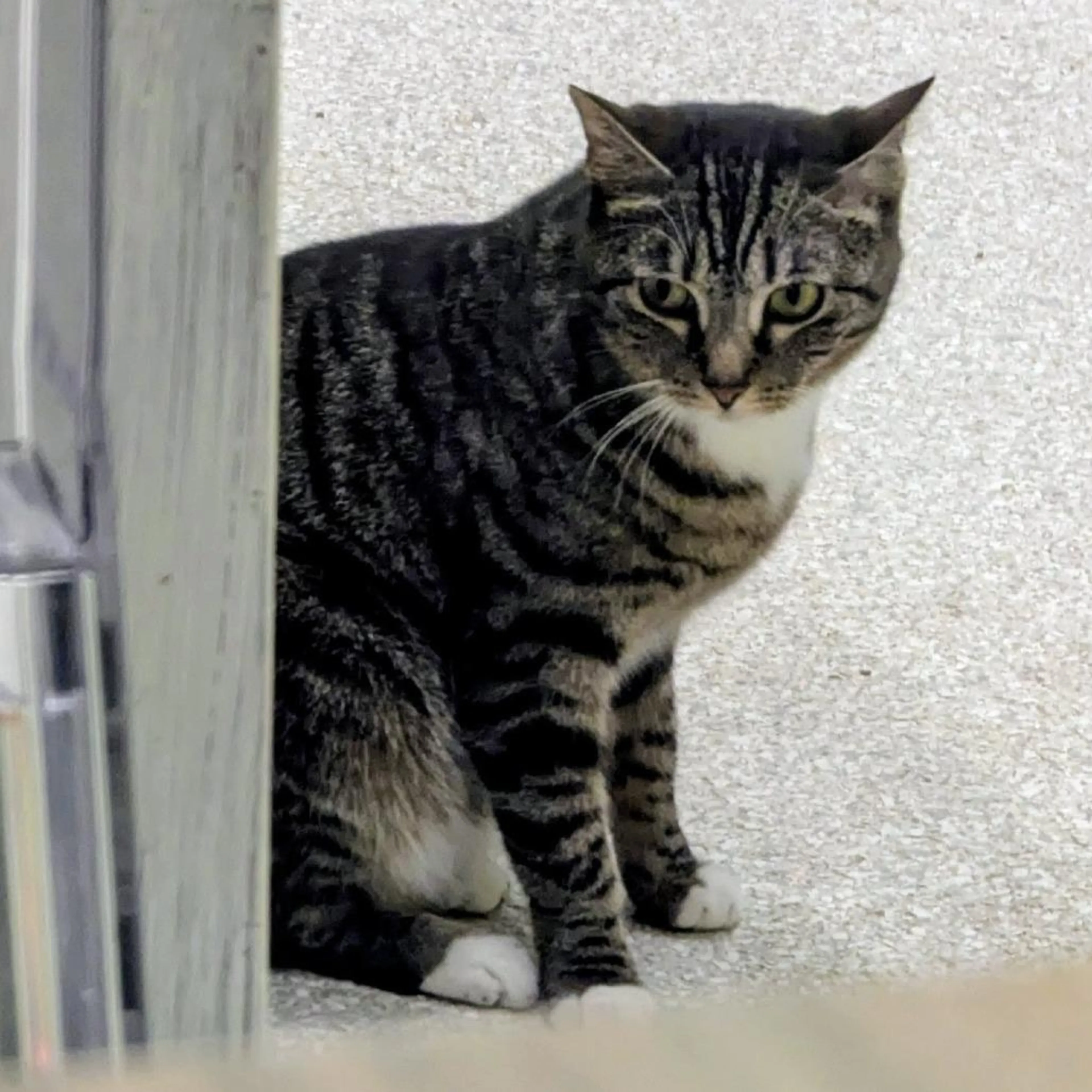 Found pet-2