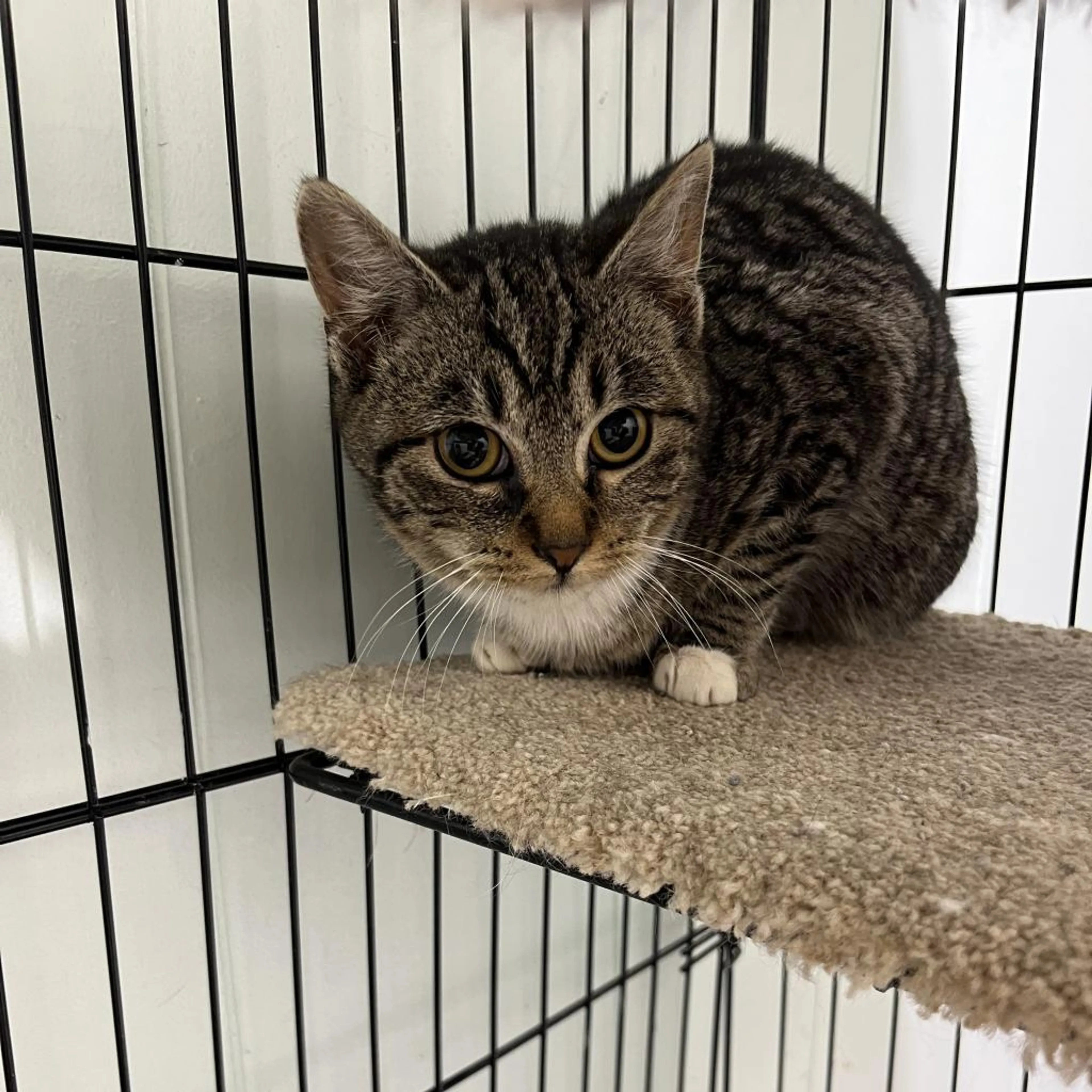 Found pet-1
