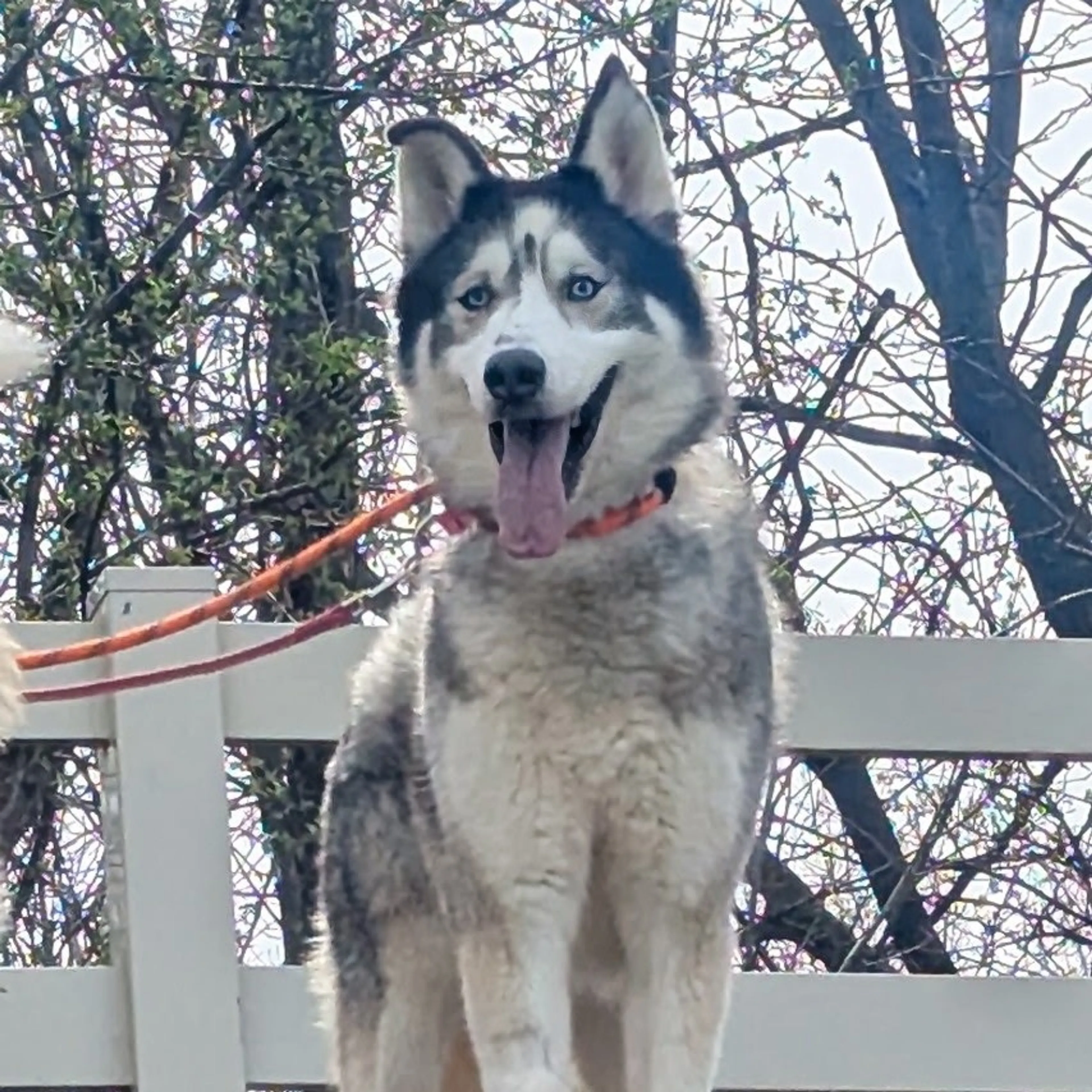 Found pet-1