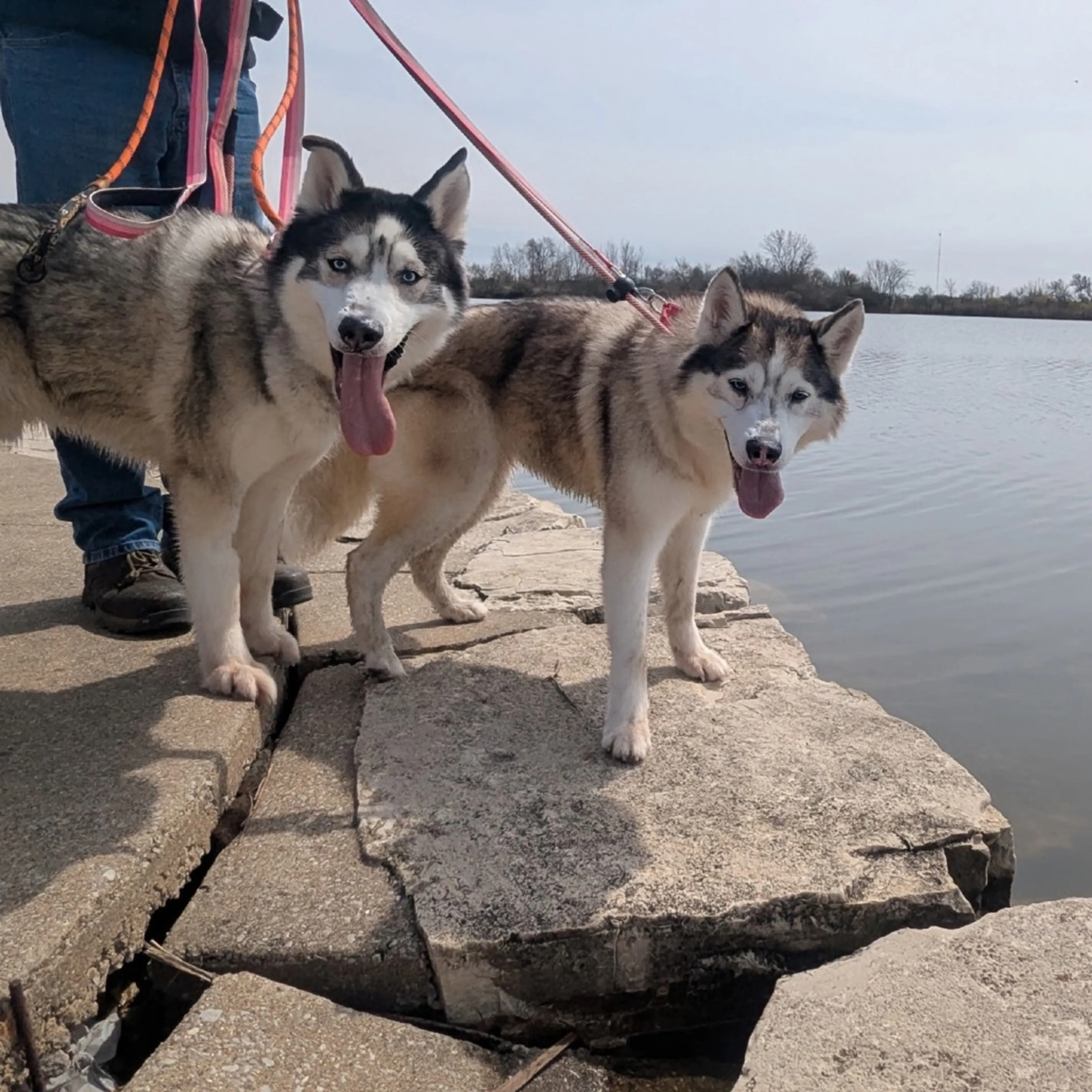 Found pet-3
