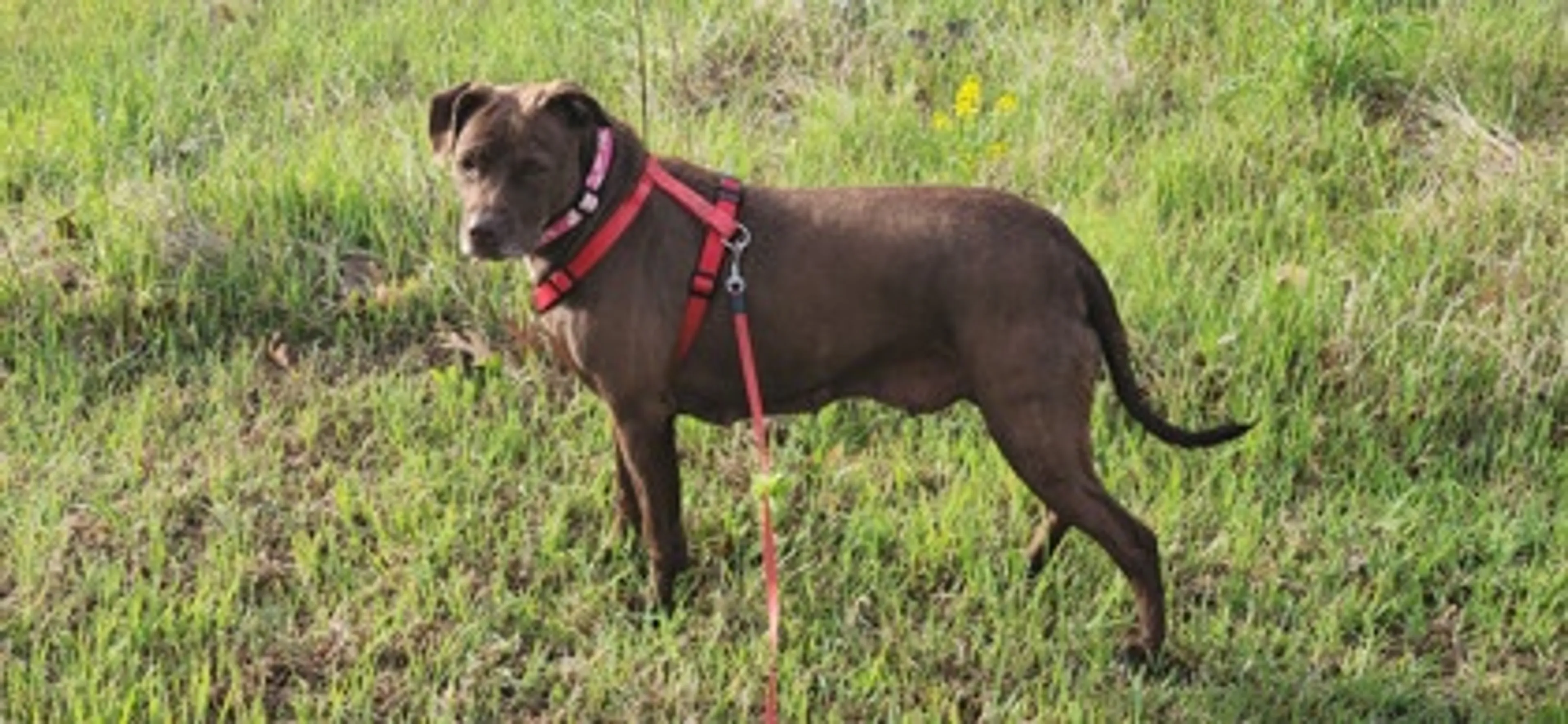 Found pet-1