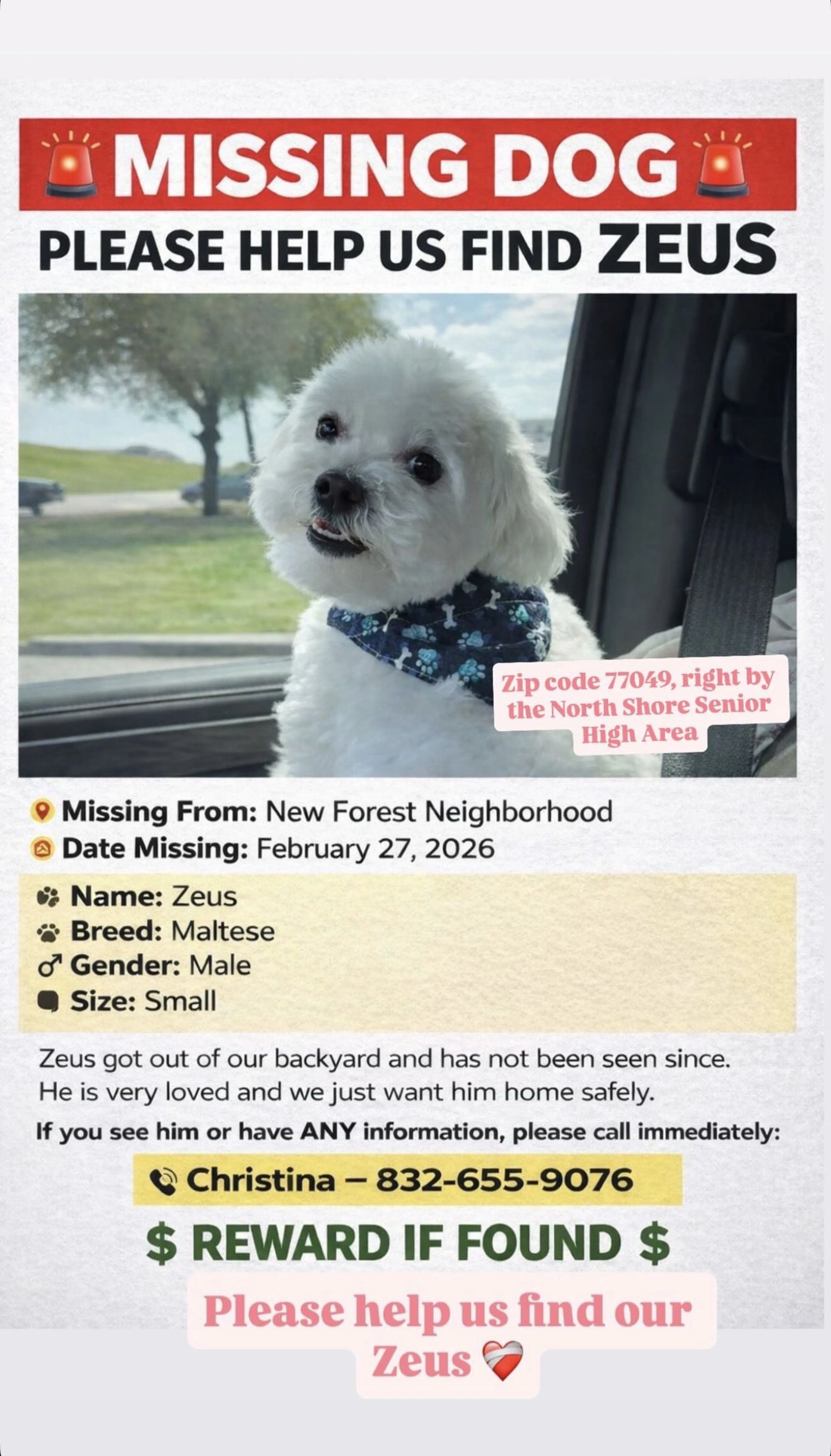 Lost pet