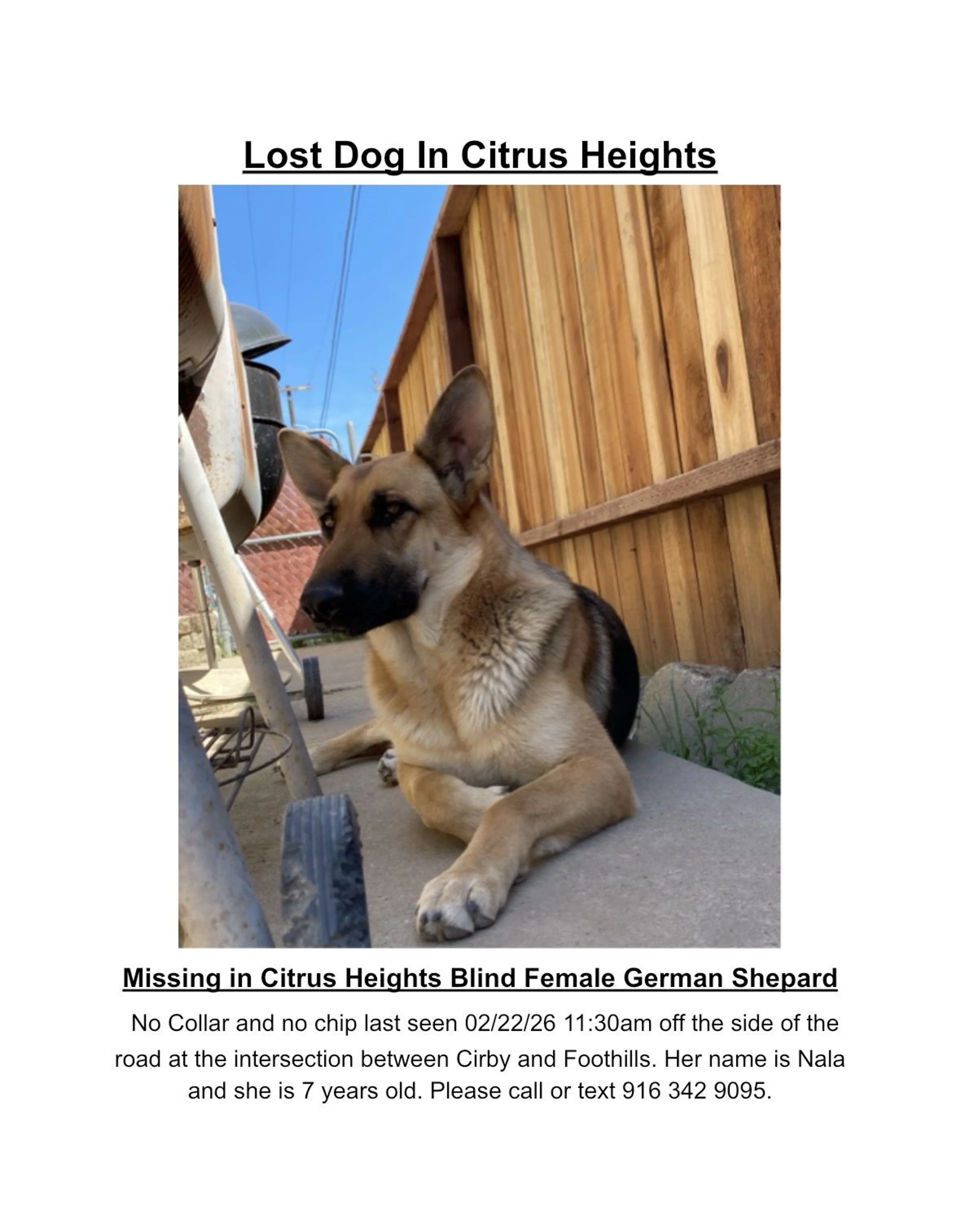Lost pet