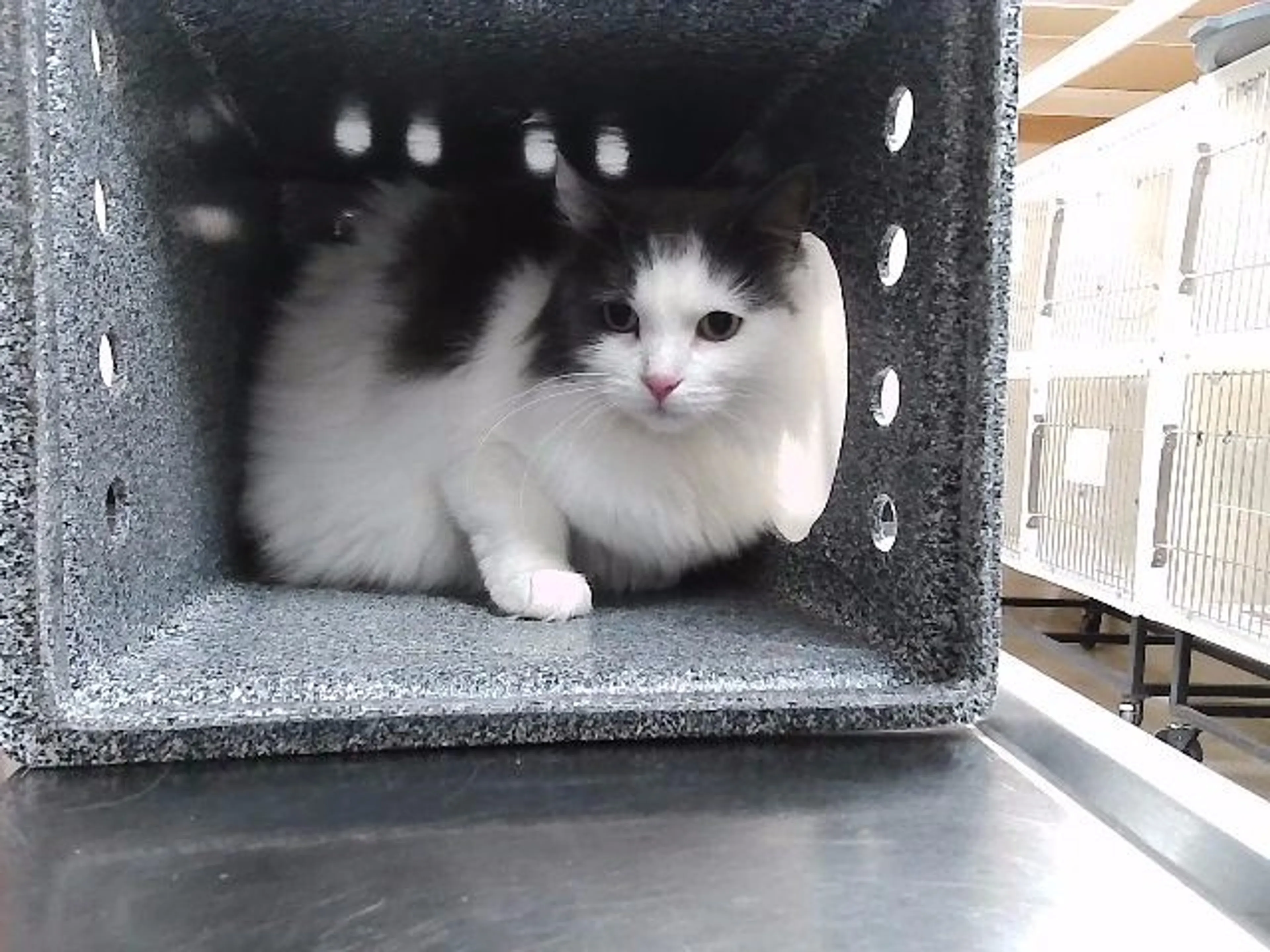 Found pet