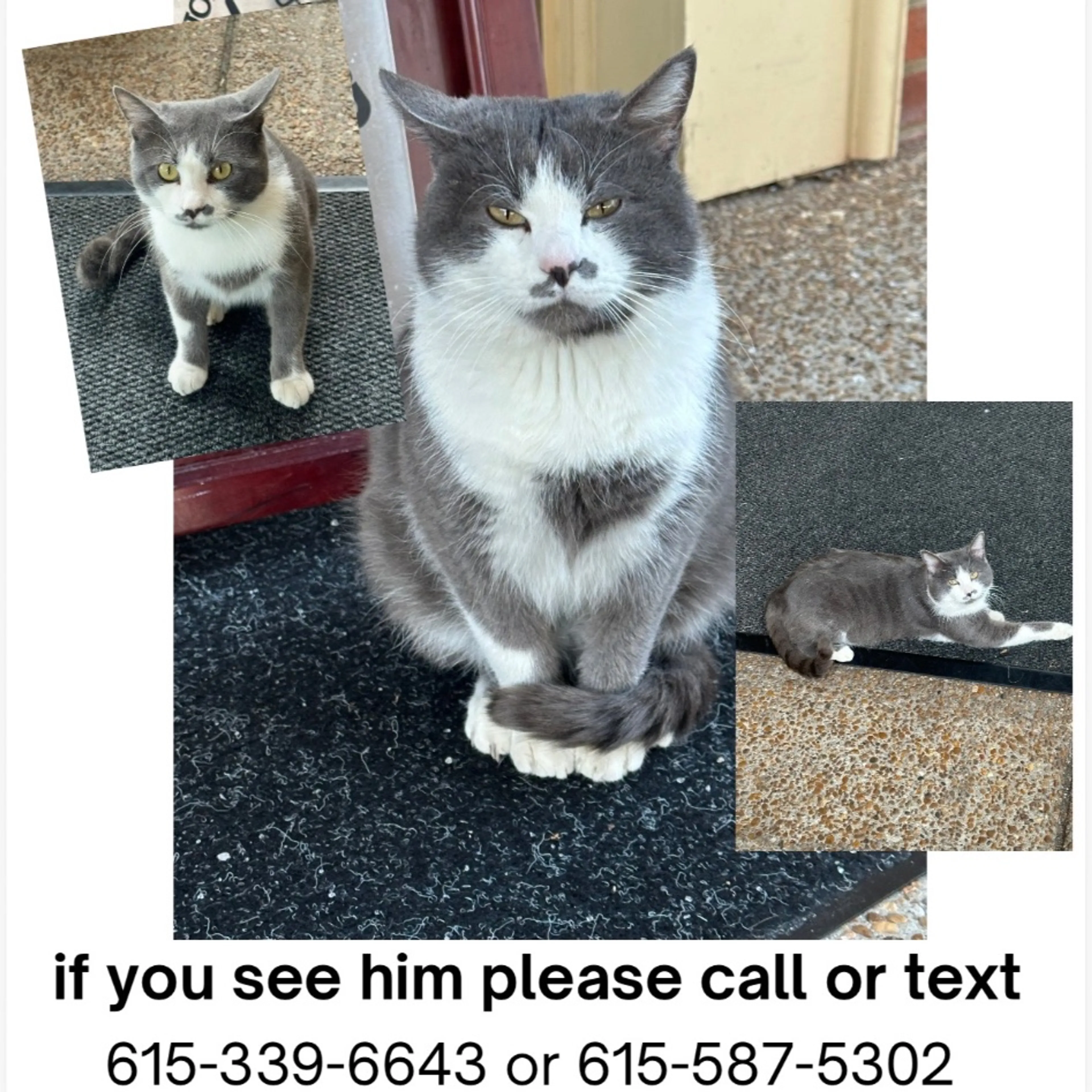 Lost pet