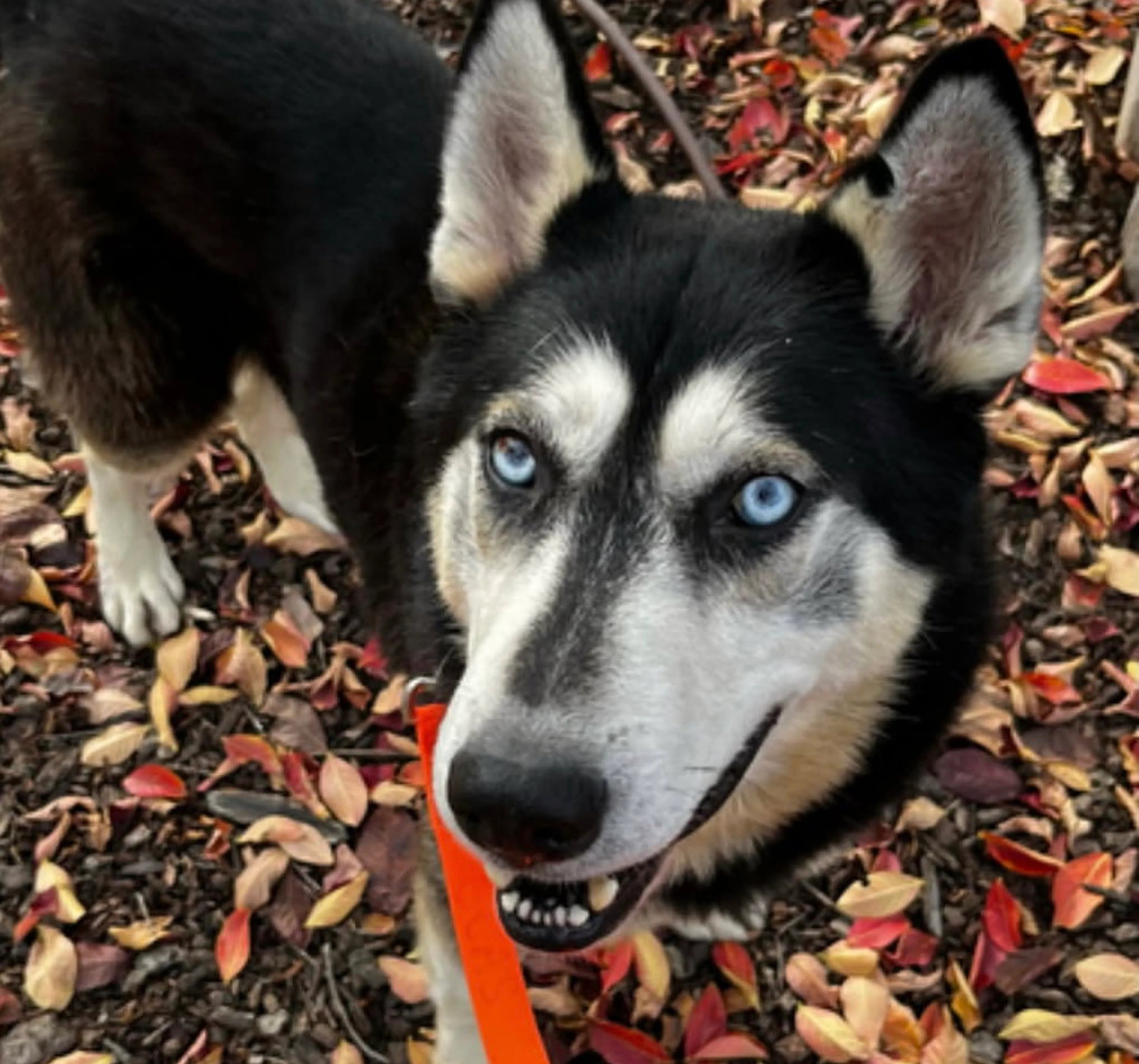 Found pet-1
