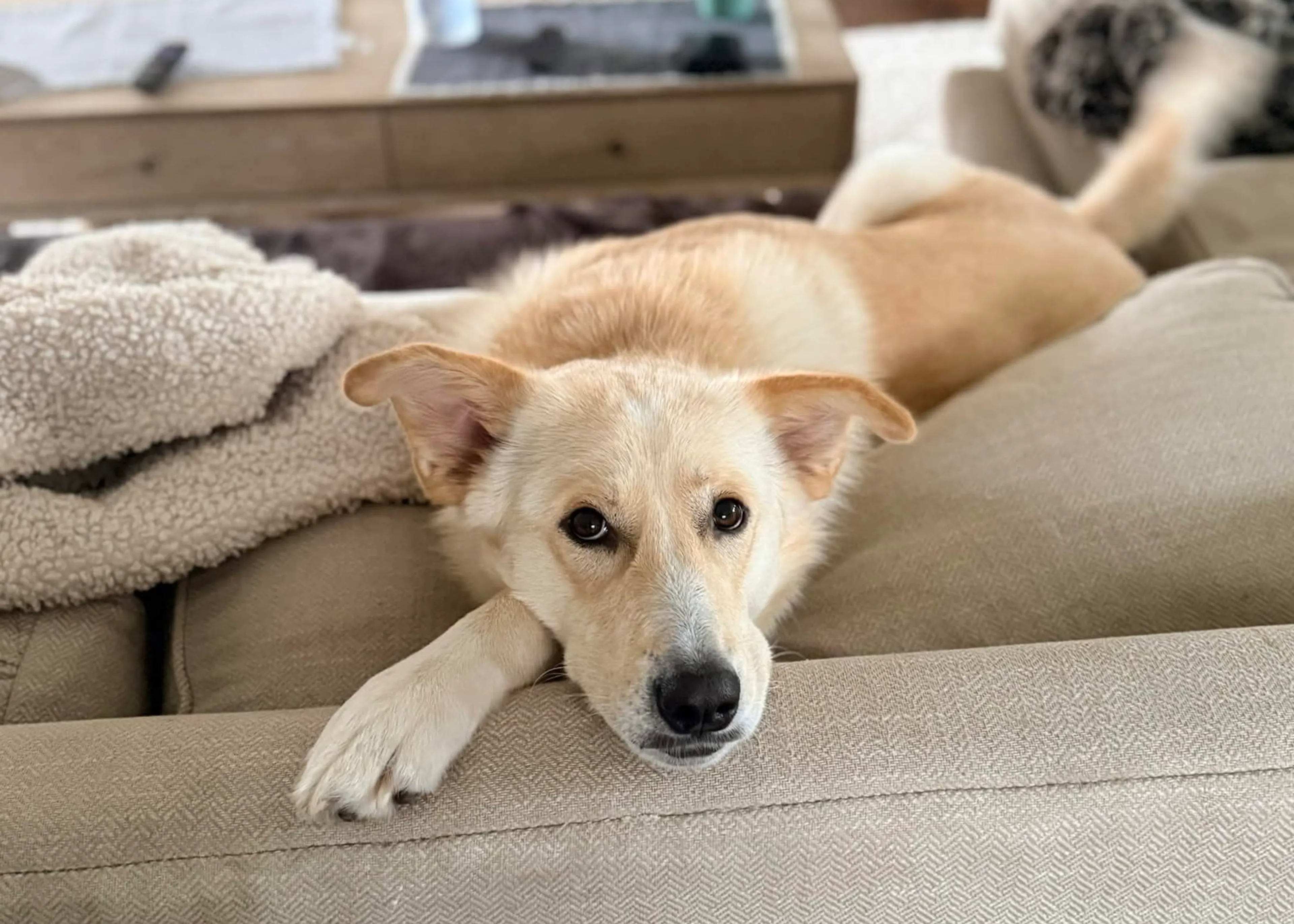 Found pet-1