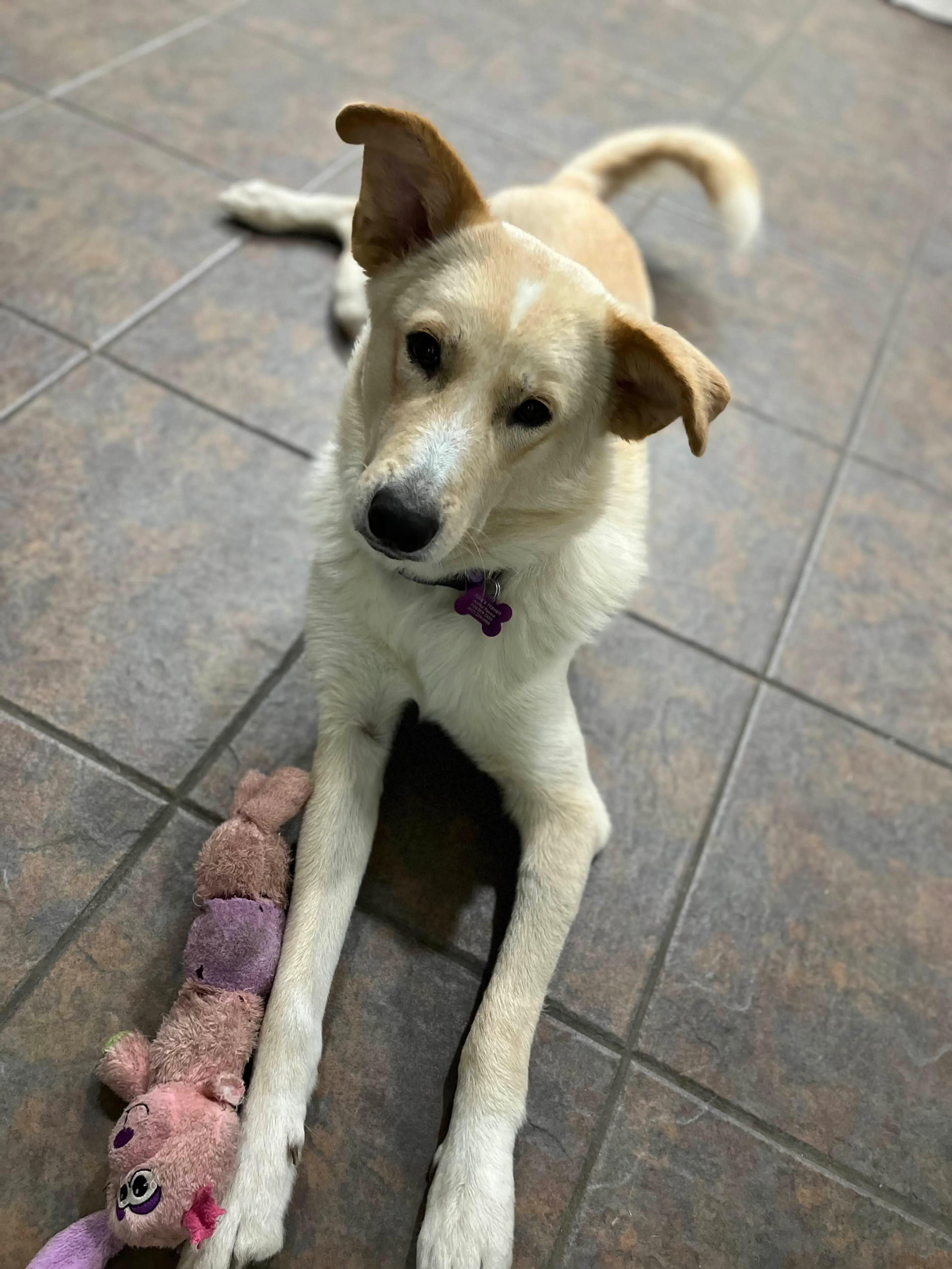 Found pet-7